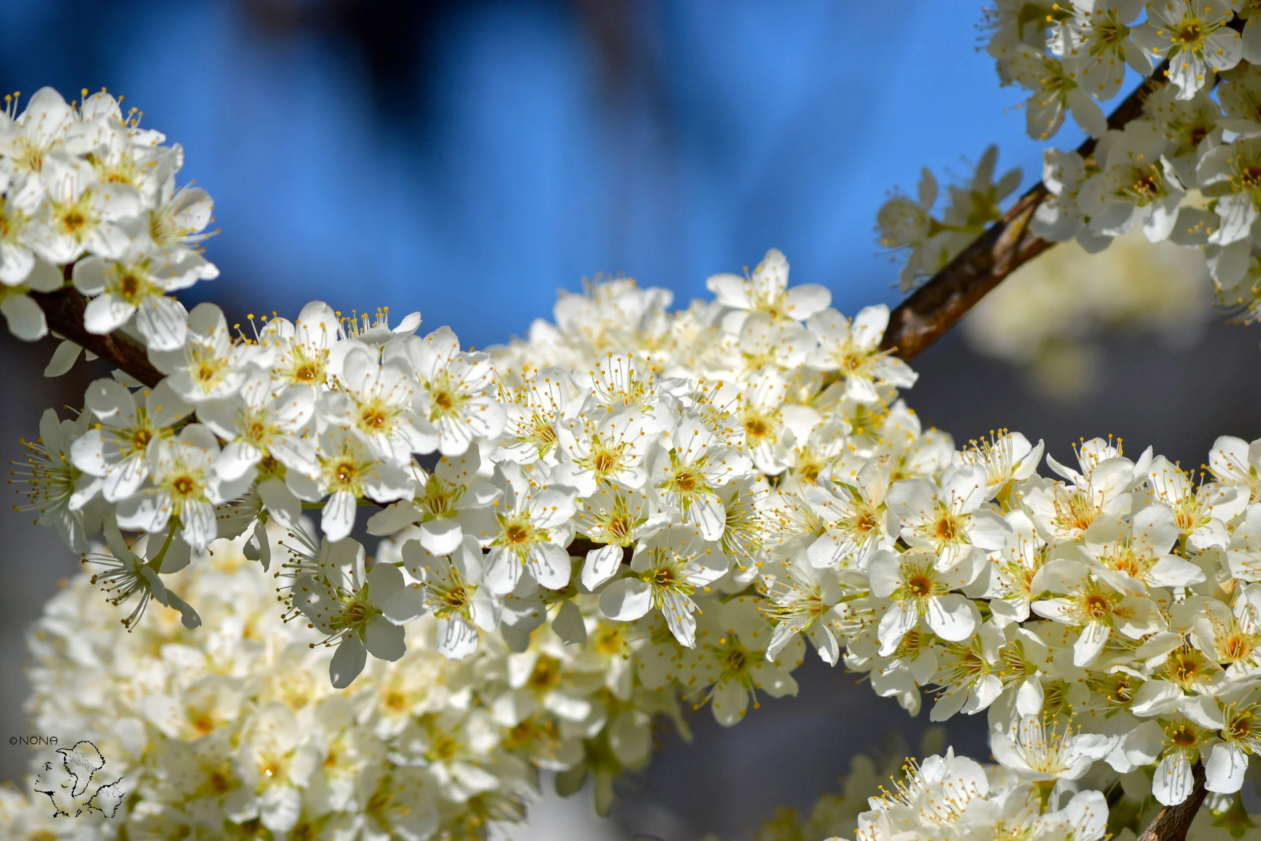 “Blossom“