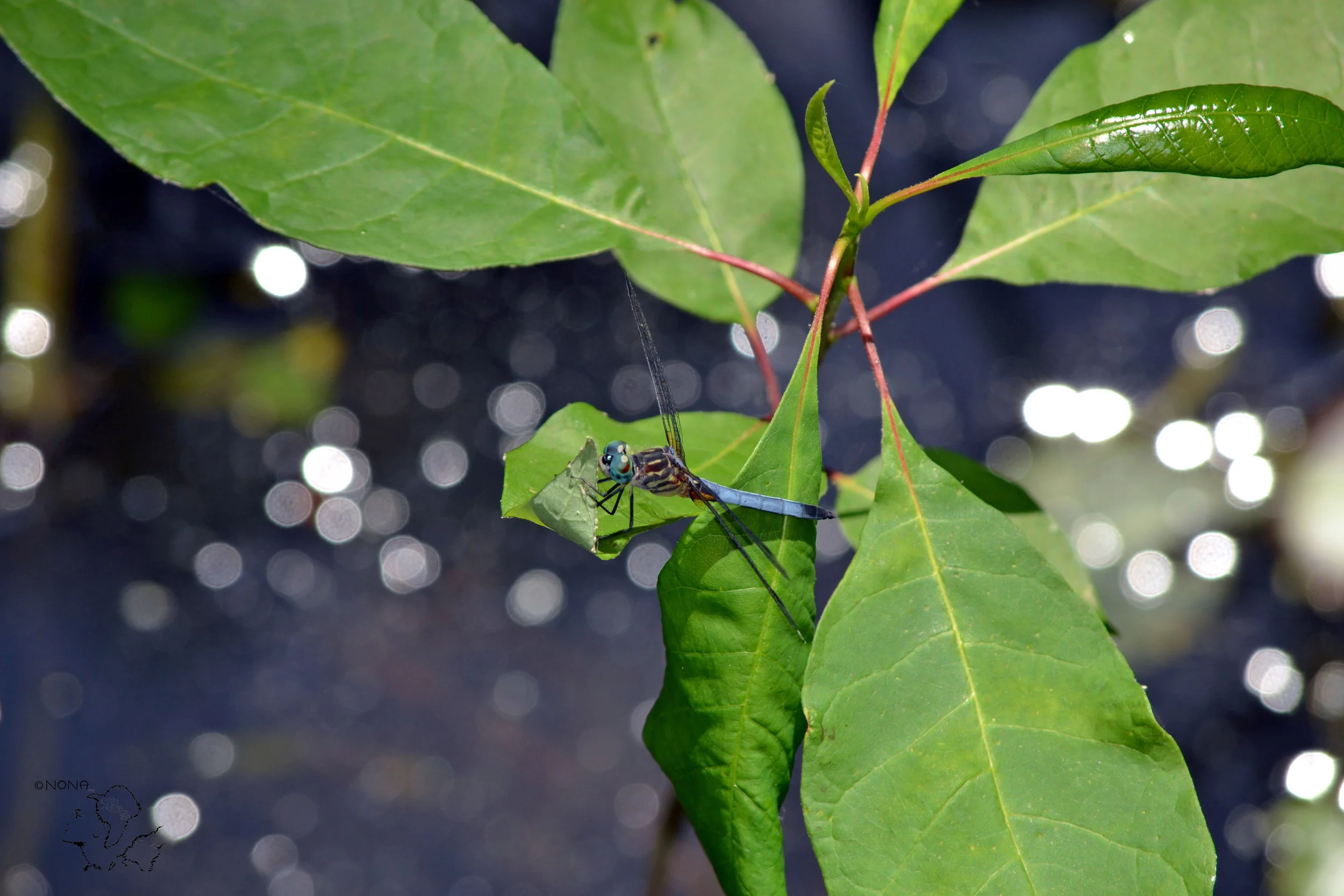 “This is my leaf“