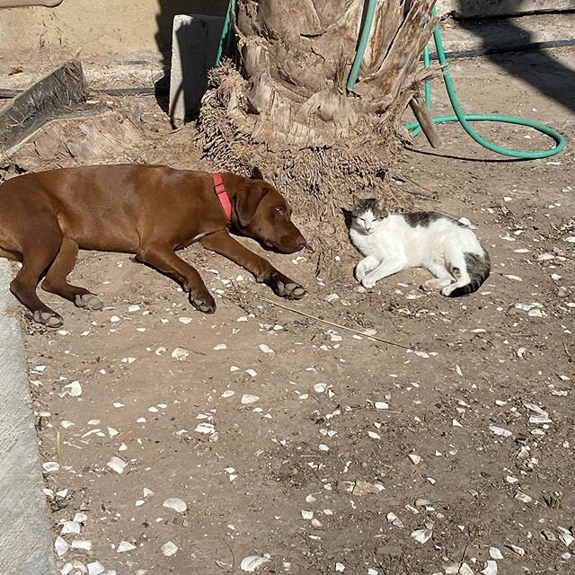 Social Distancing!! Can you tell the animals that they need to Social Distance. Another relaxing day @ignaciosprings  #petfriendly #oasisinbaja  #sanignaciobajacaliforniasur #uniquehotels #yurt #bajasur