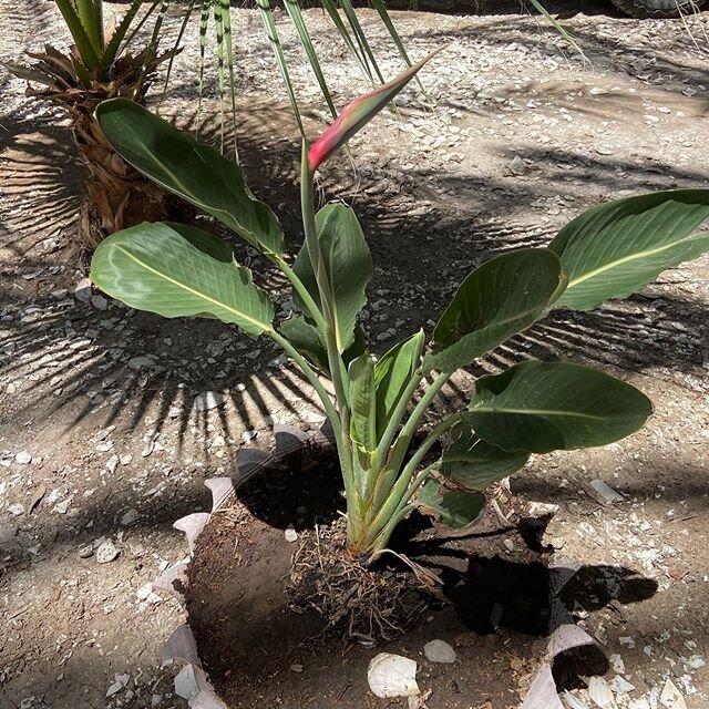 My Bird of Paradise is starting to get a flower. So excited.  @ignaciosprings #birdofparadiseplant #visitbajacaliforniasur #yurts #uniquestays