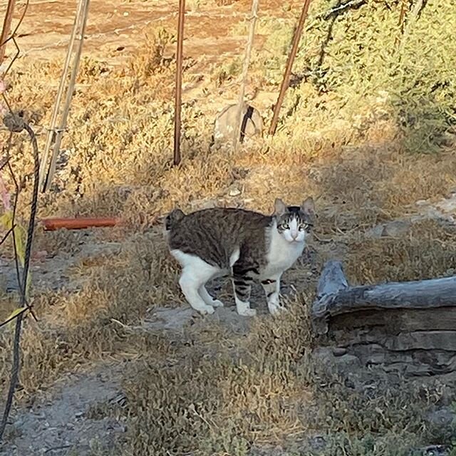 More pictures from out trip to El Patrocinio. Does this cat look like he is half bobcat?