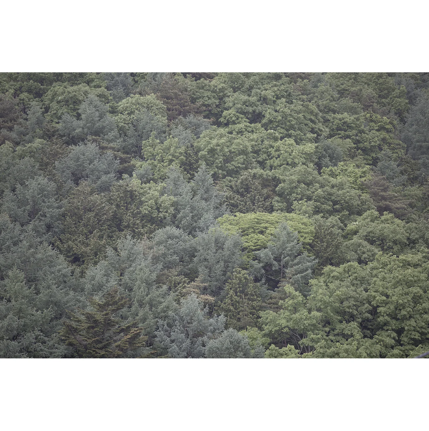 mtfujiforest.jpg