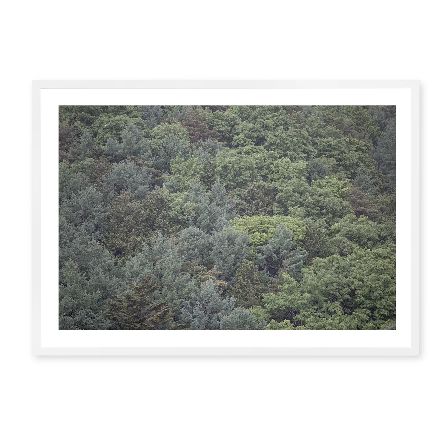 MtFujiForestwhiteboarder.jpg
