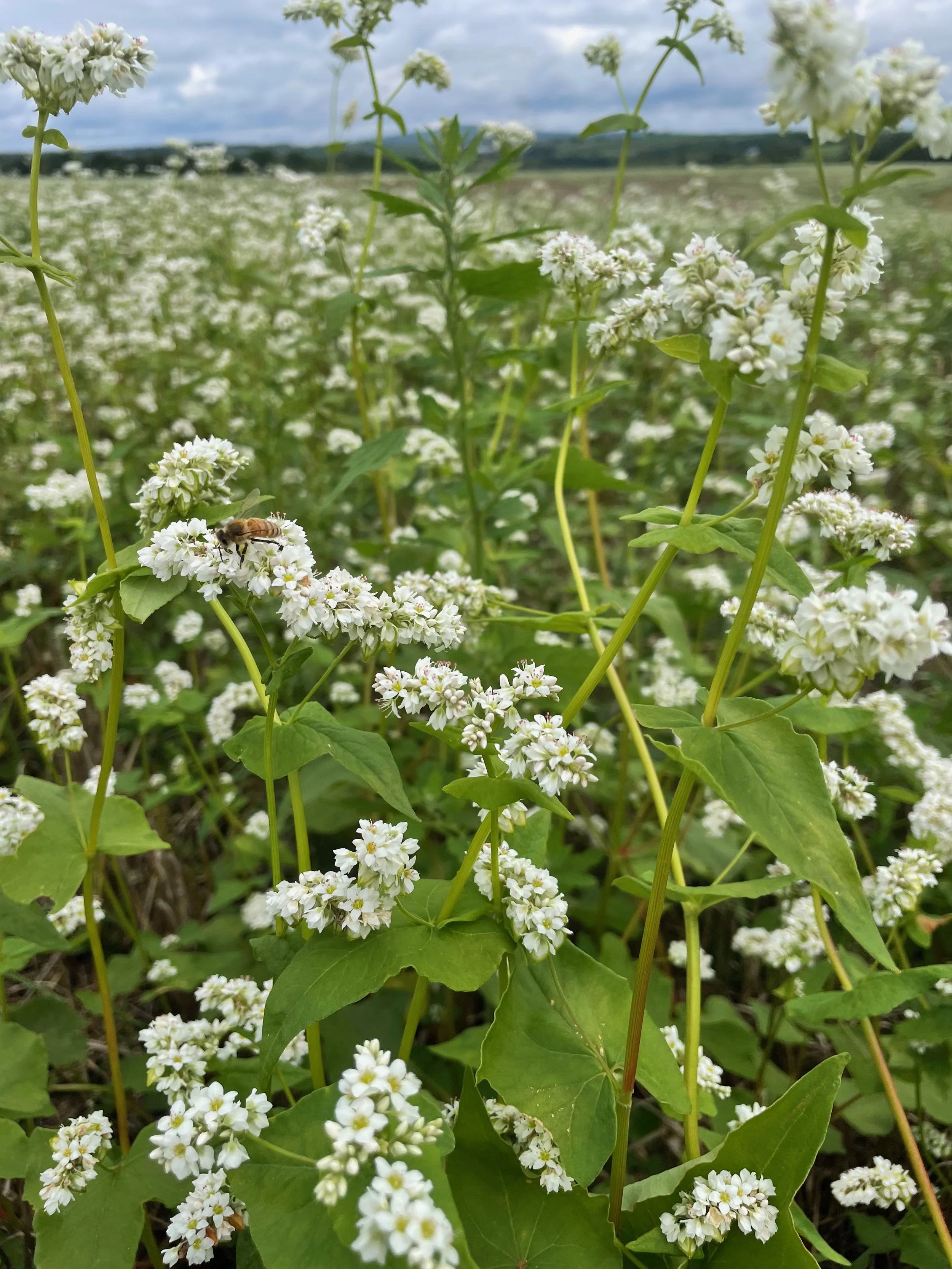Organic, local grains — MEADOWLARK ORGANICS