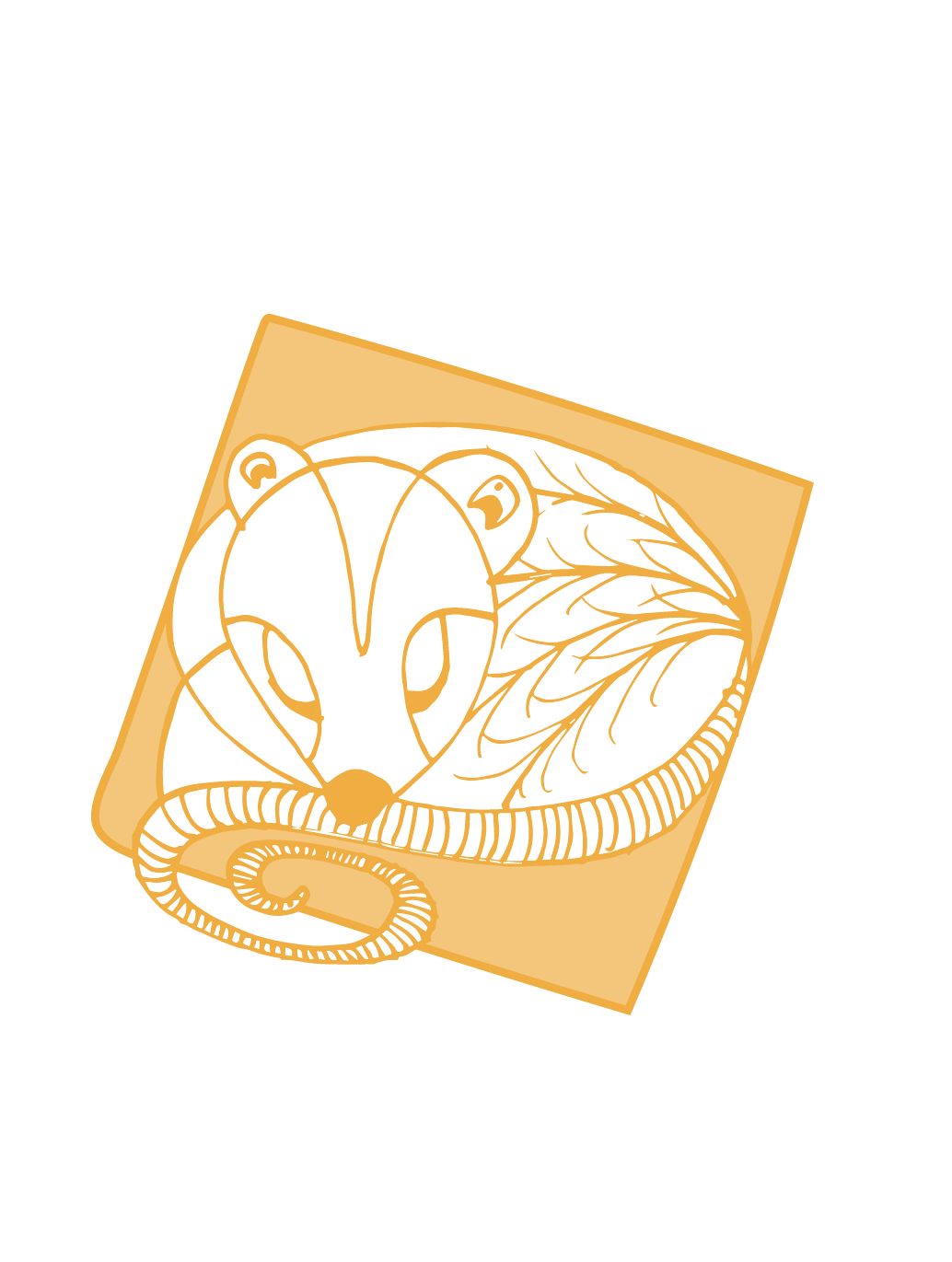 Organic Yellow Flint Corn