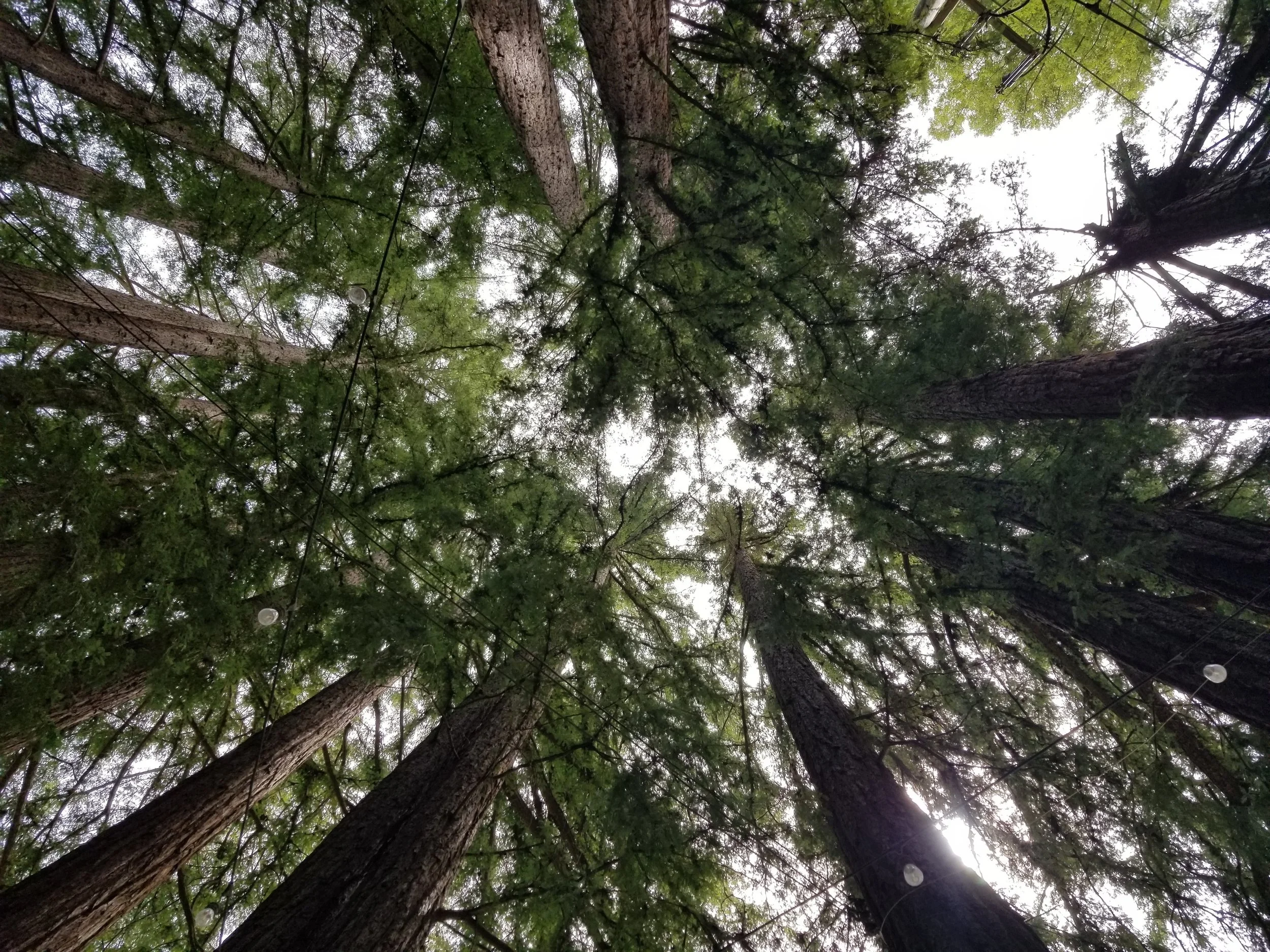 I took this picture near Santa Cruz in April.