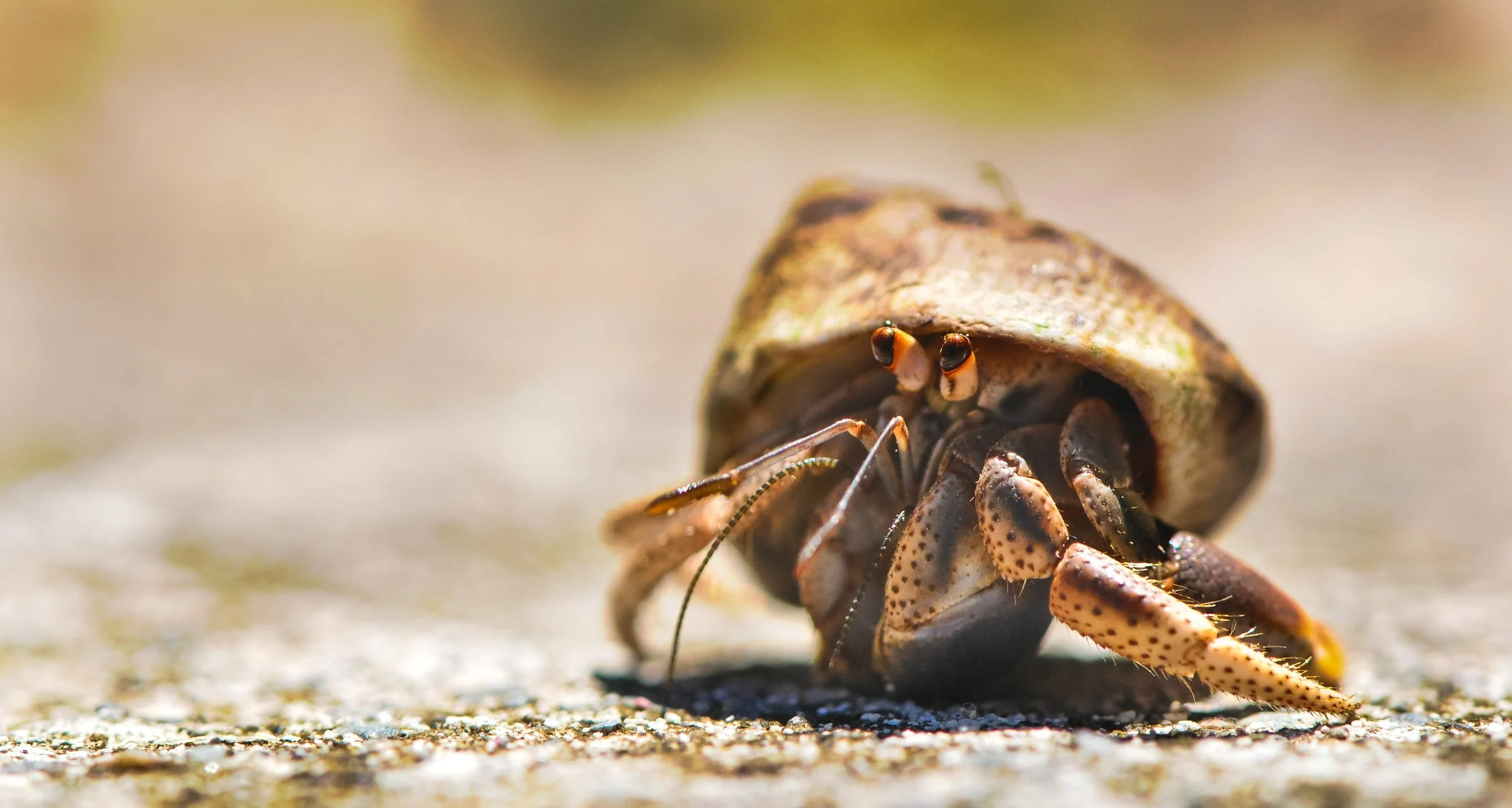 animal-beach-close-up-view-5181.jpg