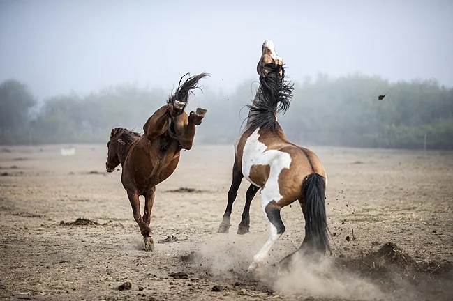 Photo by Roy Bozarth , who as of a few years ago was leading photo safaris in the Return to Freedom Wild Horse Sanctuary.