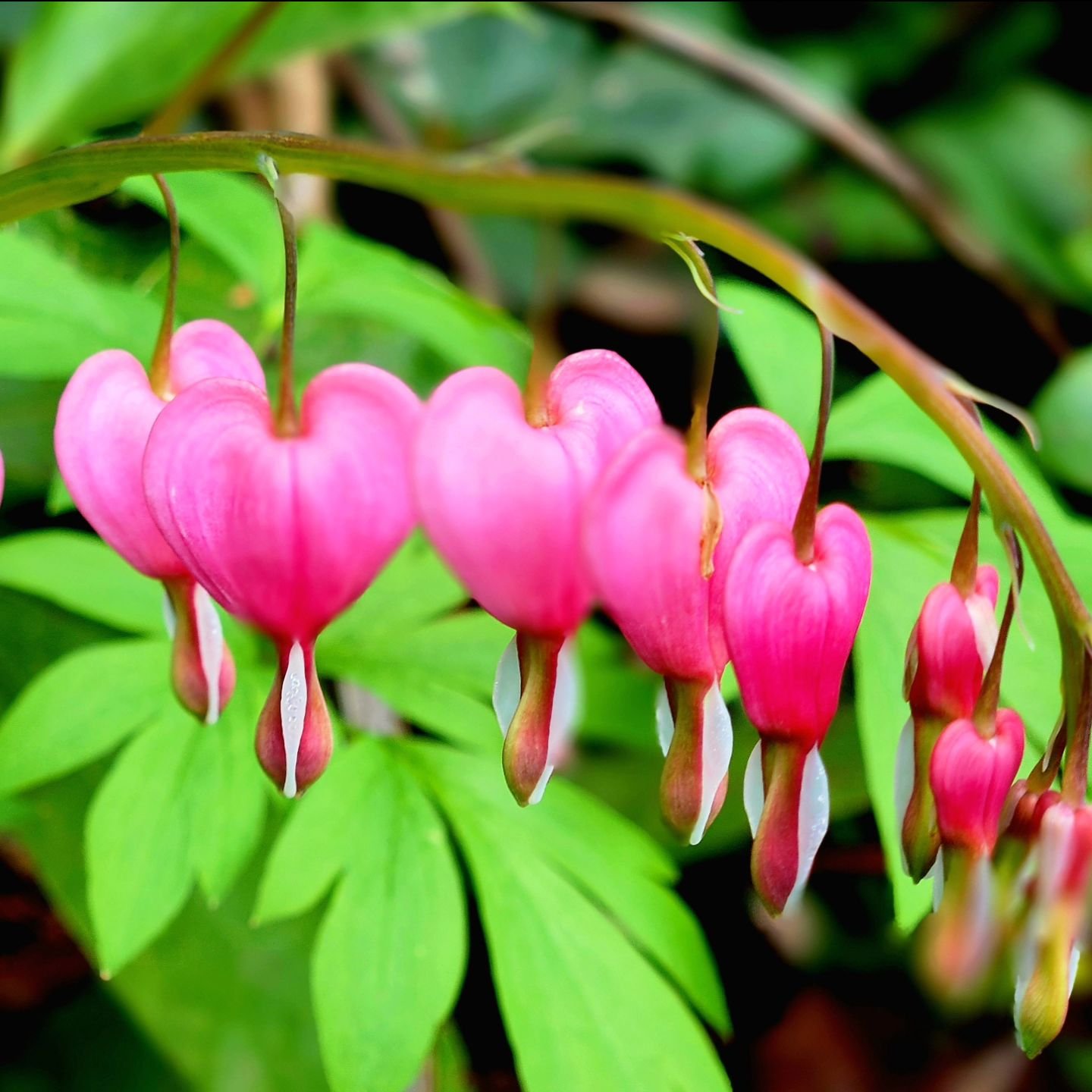 Flowers for your Wednesday.