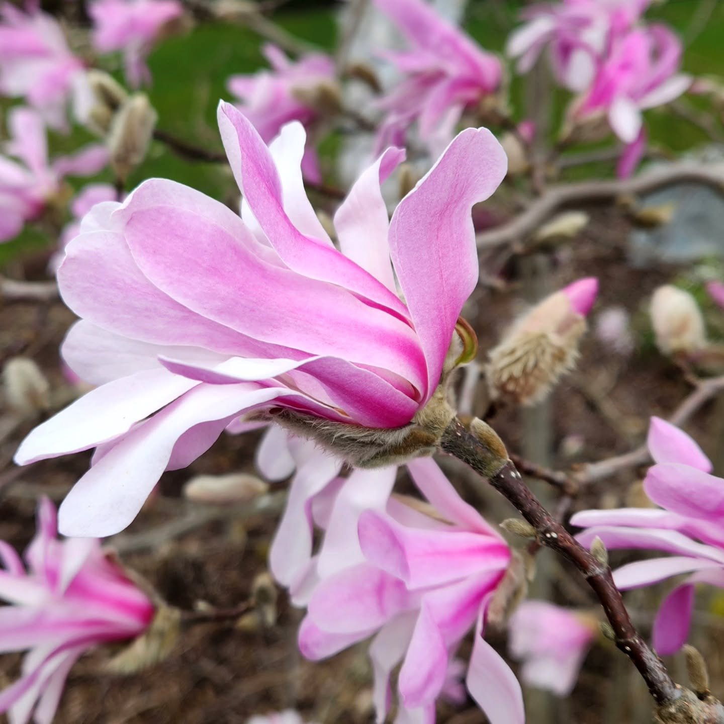 Welcome to the season of pink!