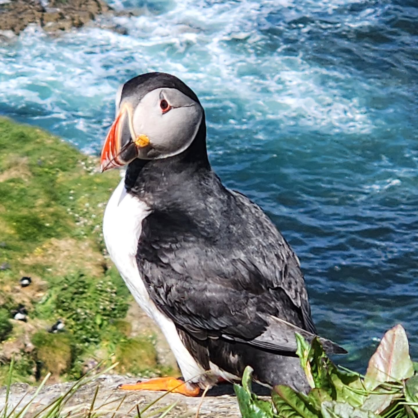 On a wee island in the sun, I made a new friend. And about 300 of his relatives!  Isle of Lunga, Scotland.