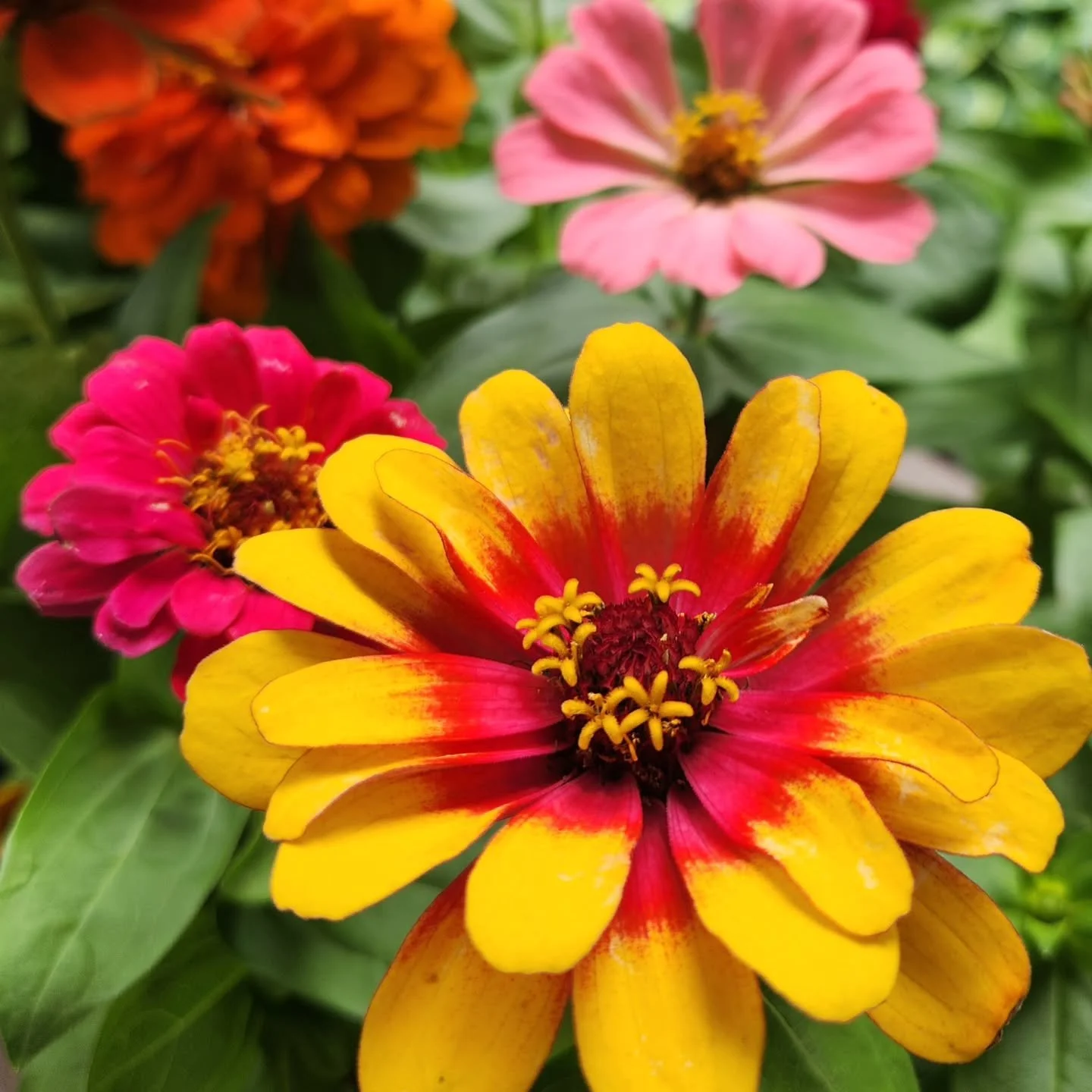 The Zinnias have arrived! Let the painting begin!