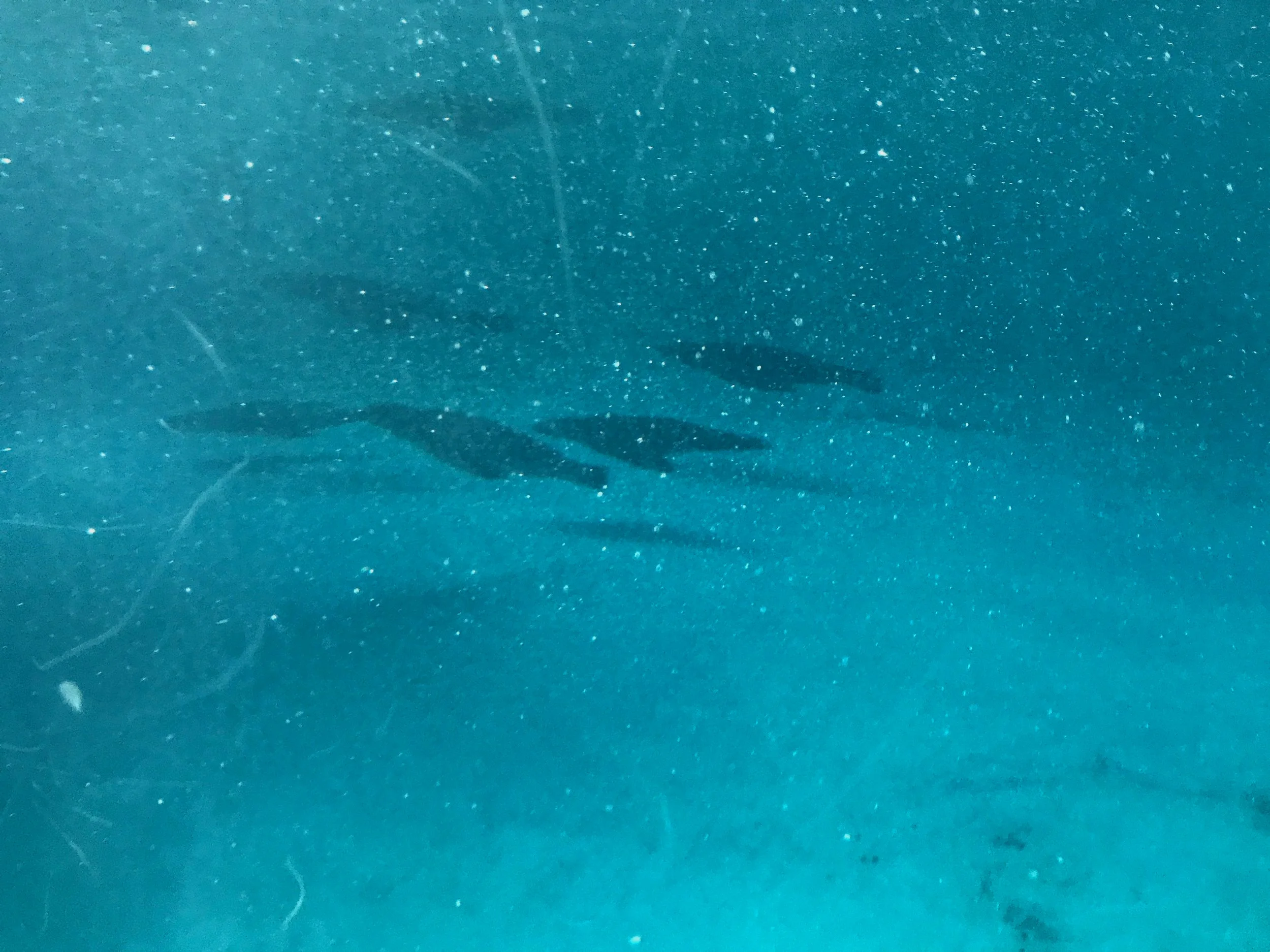 California sea lions, aquarium