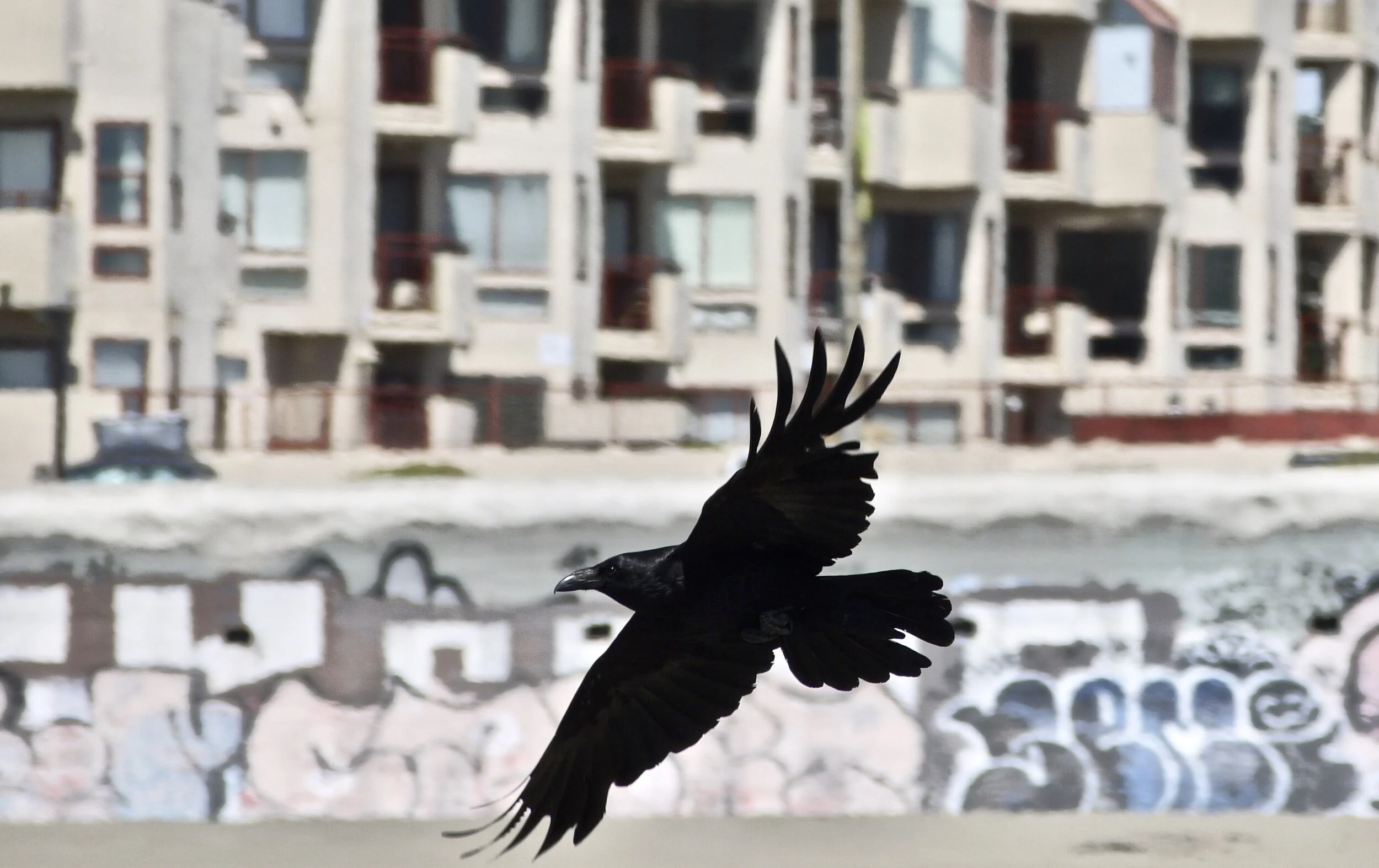 crow for real