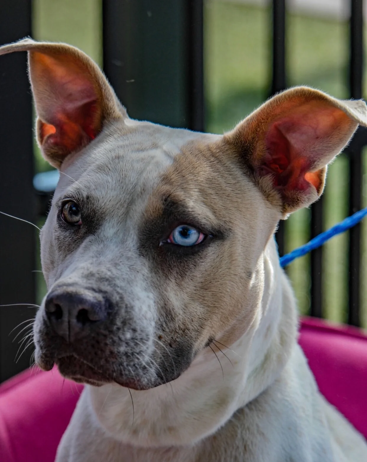 Our Vision — Cribs for Canines
