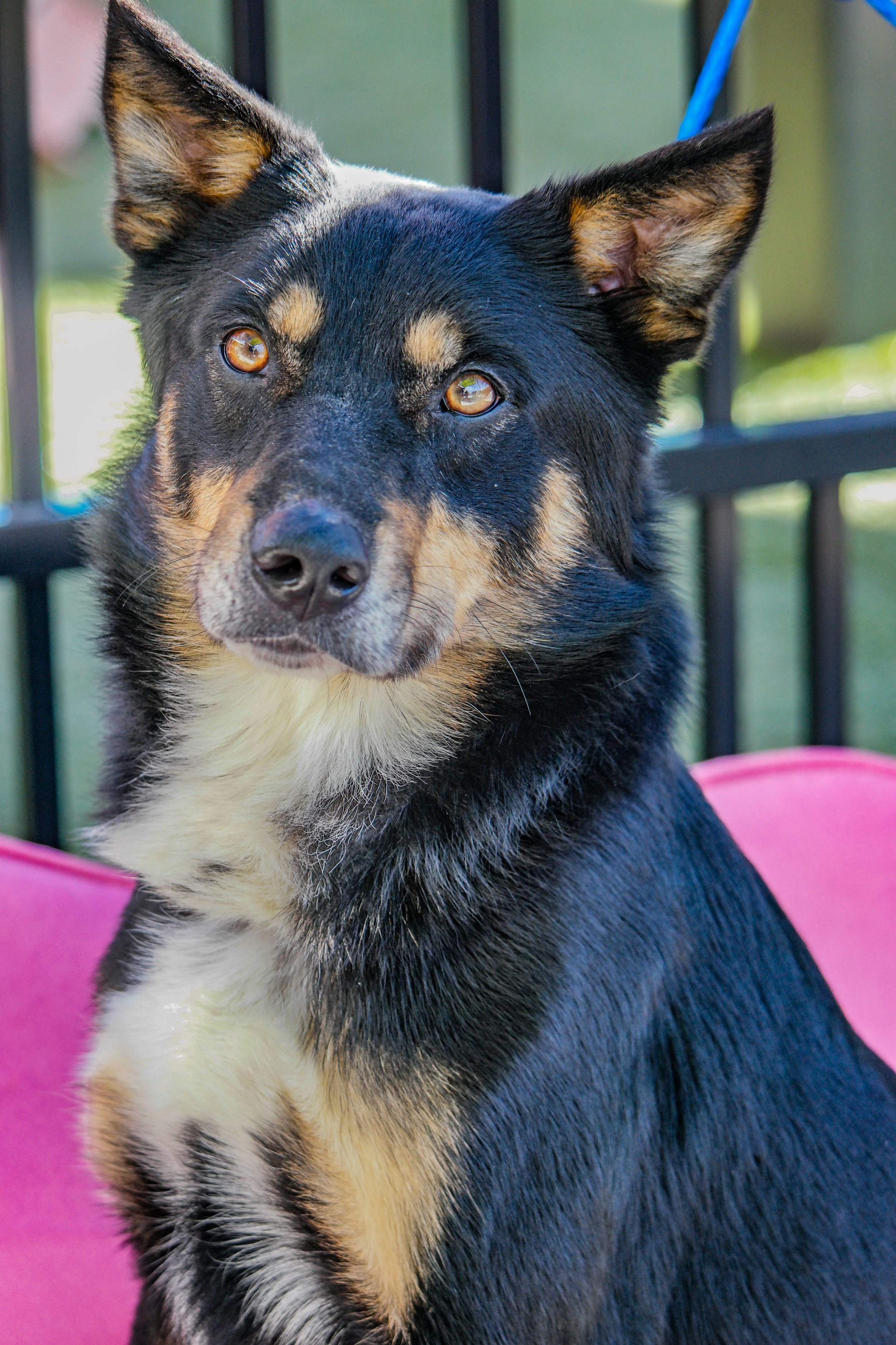 Success Stories — Cribs for Canines