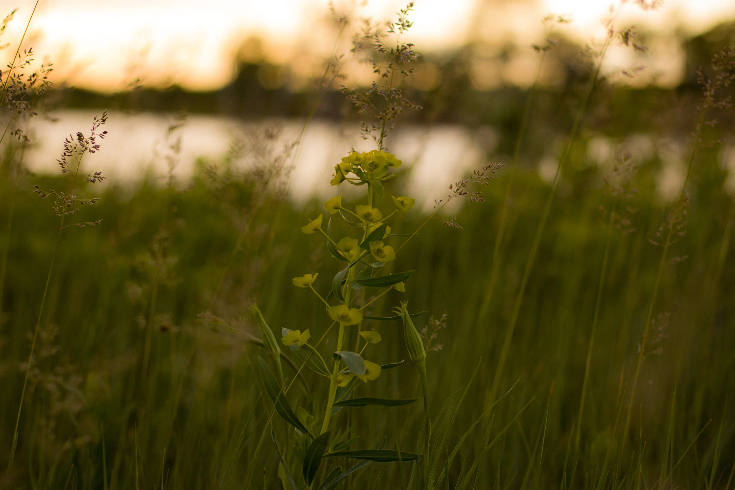 The Weekly Update Celebrating National Indigenous People’s Day