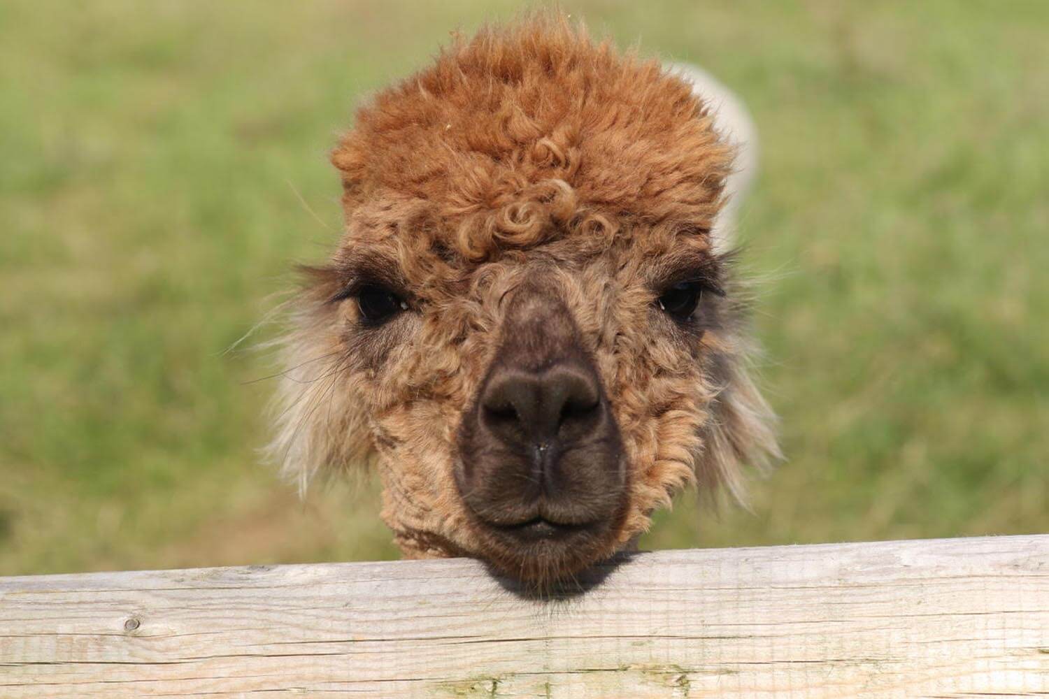 Cotswold-Alpaca-Face-1