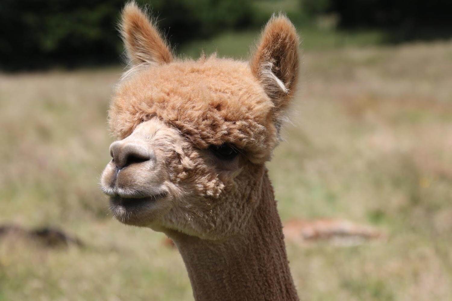 Fawn-Alpaca-Face-Fringe