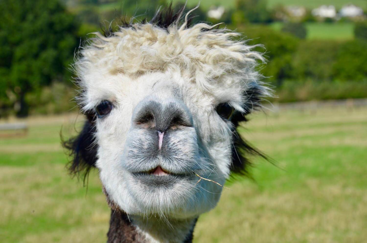 Grey-Alpaca-Nose