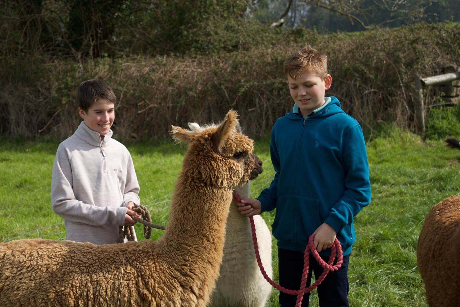 Two-boys-alpaca-walking