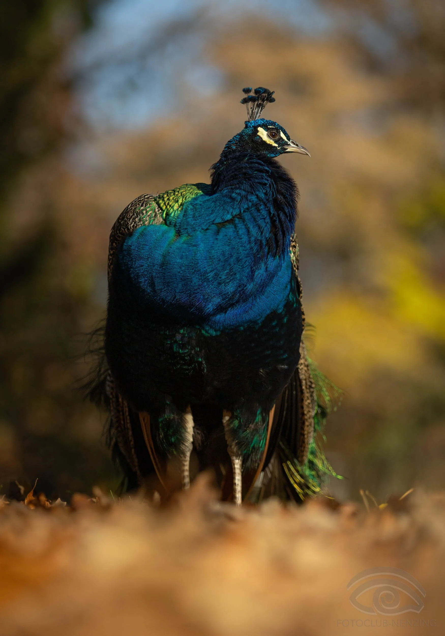 Rainer Schallert -Pfau
