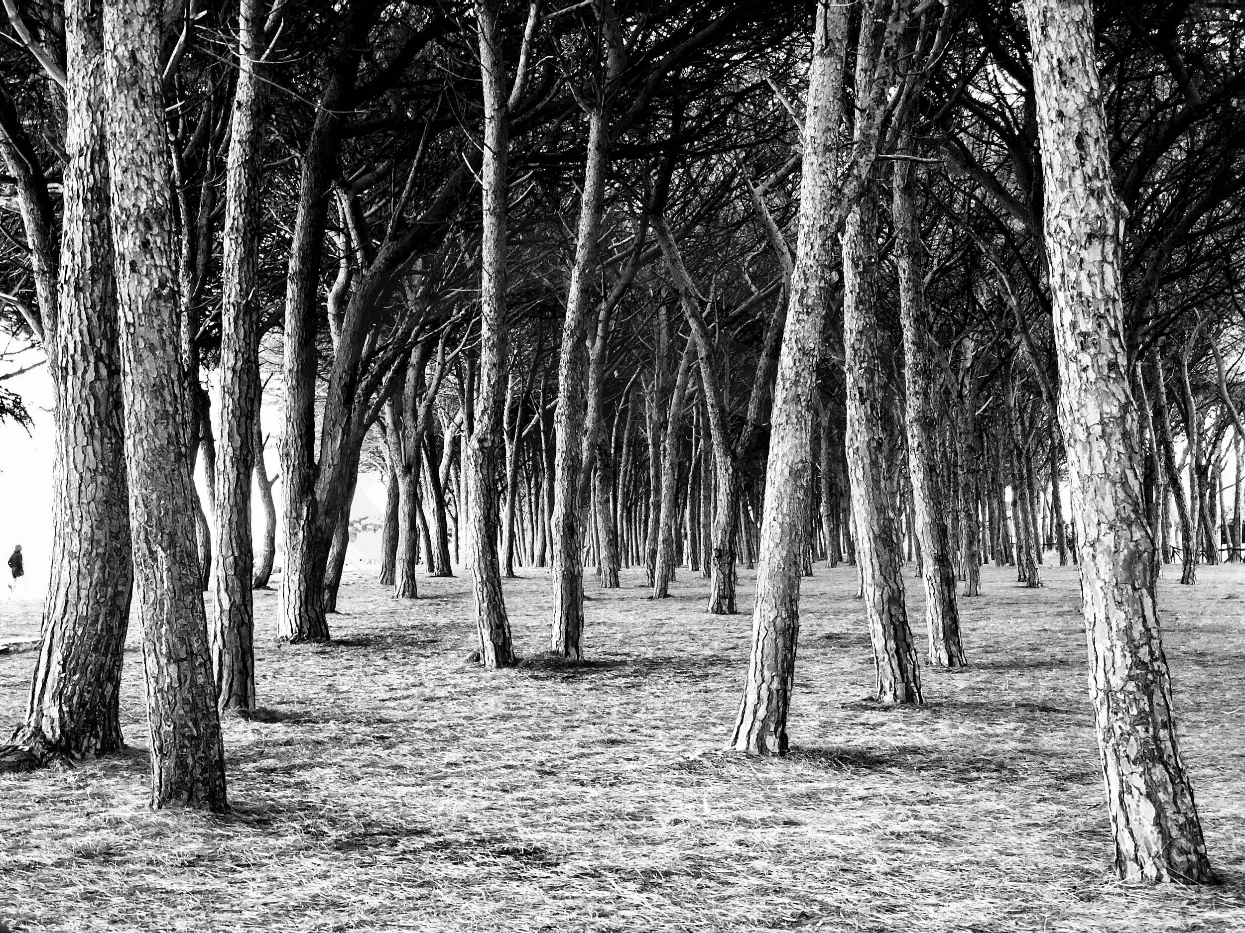 Bäume im Schatten