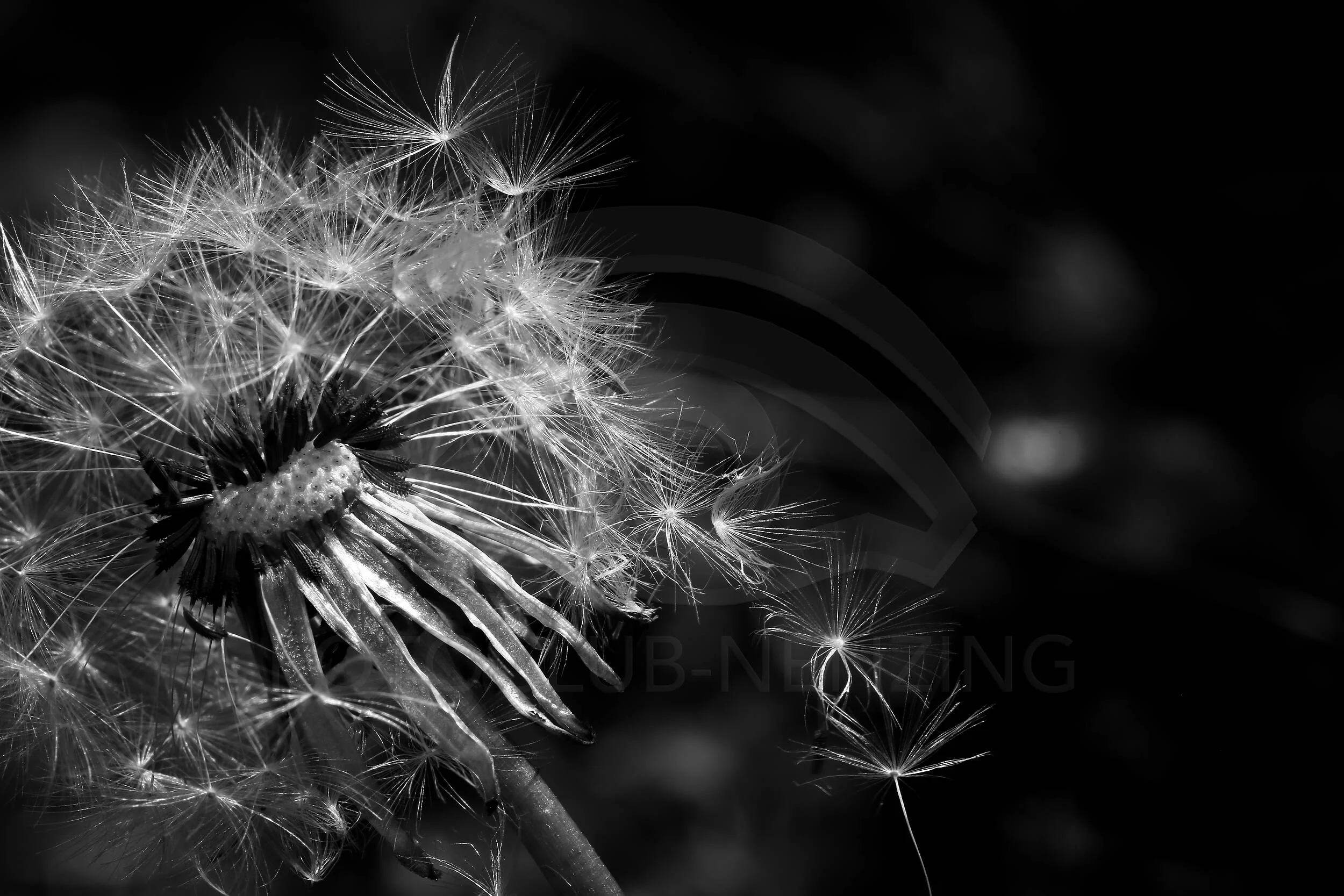 Pusteblume