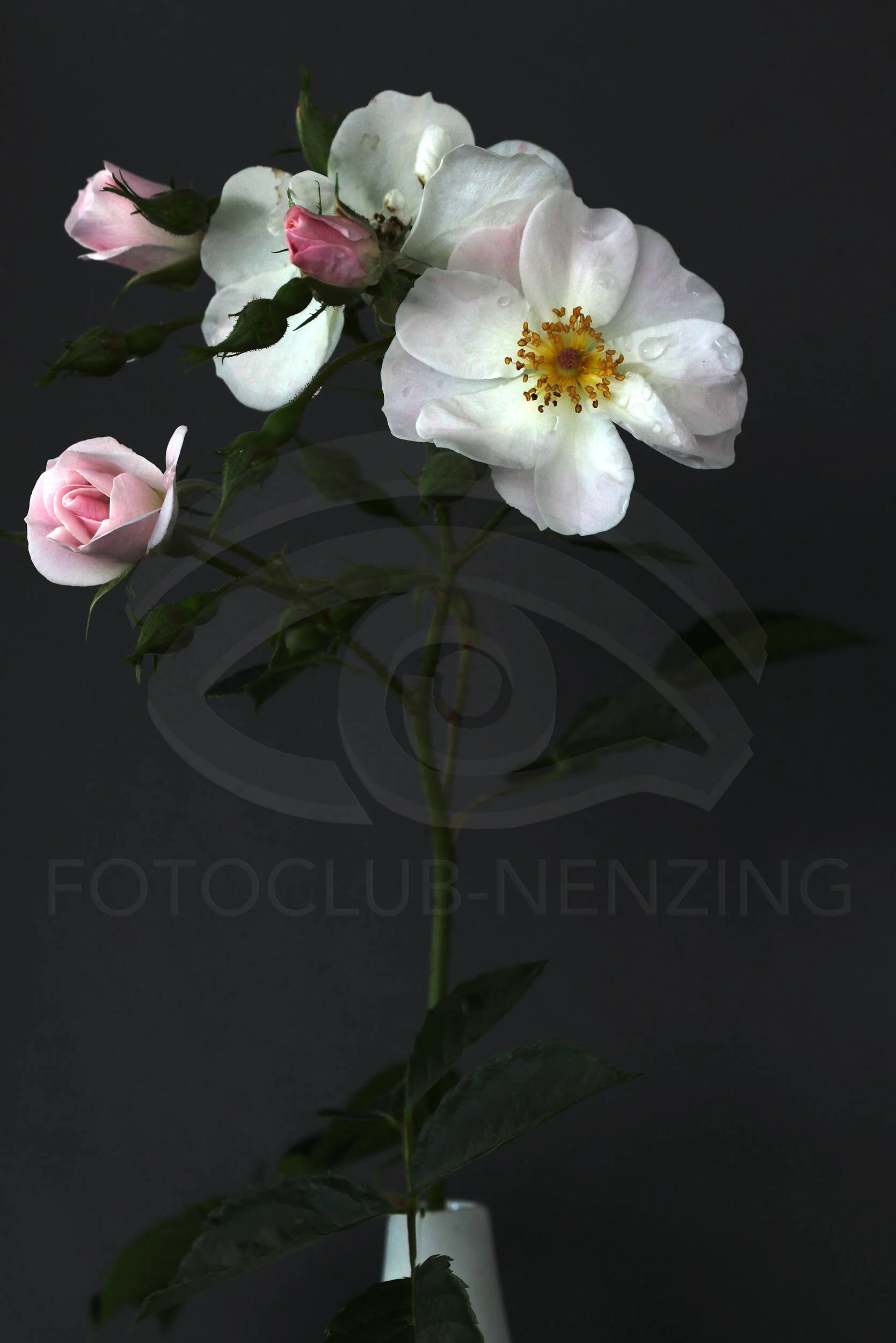 Rosa Moschata "Moonlight"