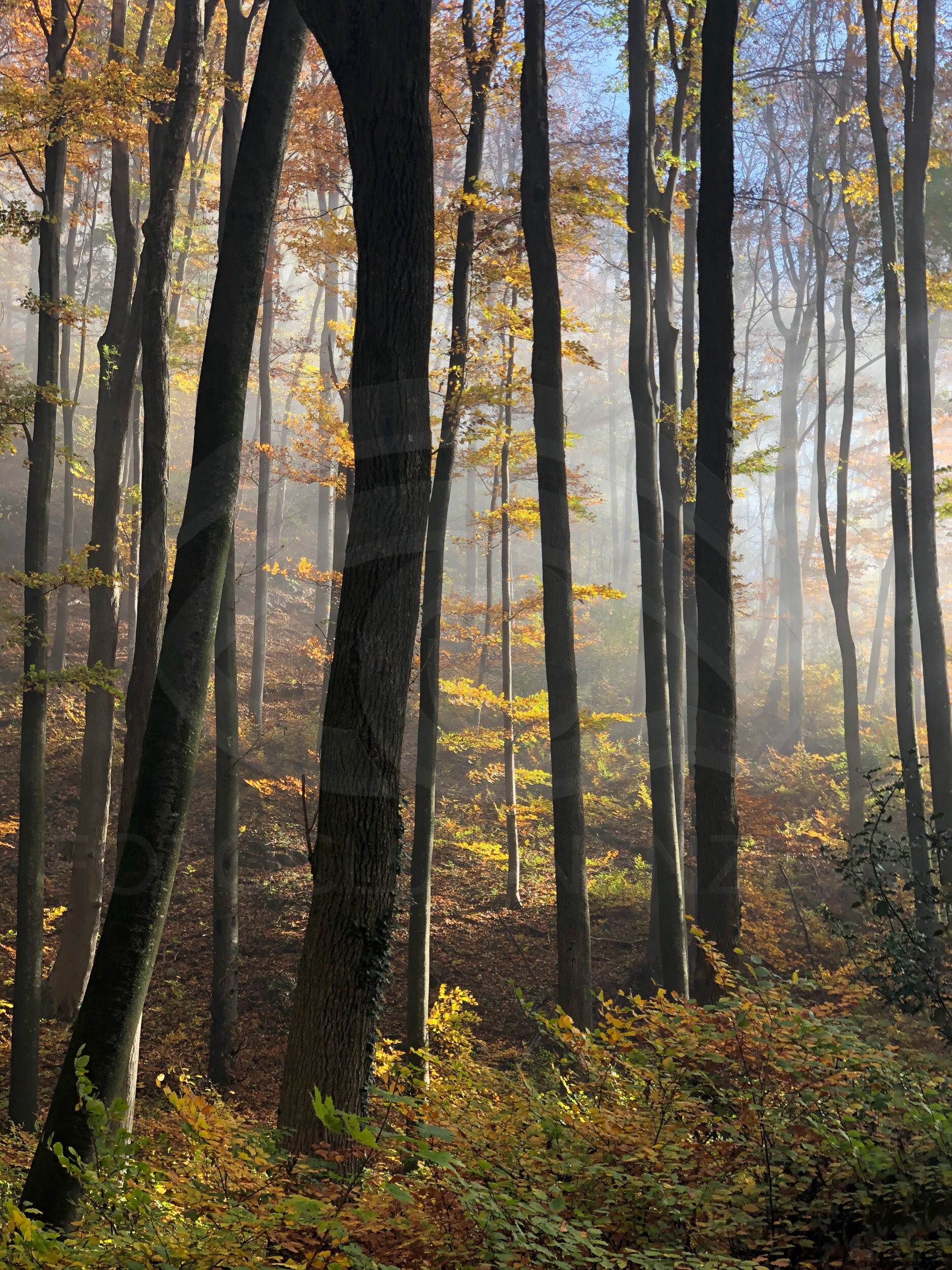 Ferdinand Gabriel - Frühmorgens im Wald (Copy)