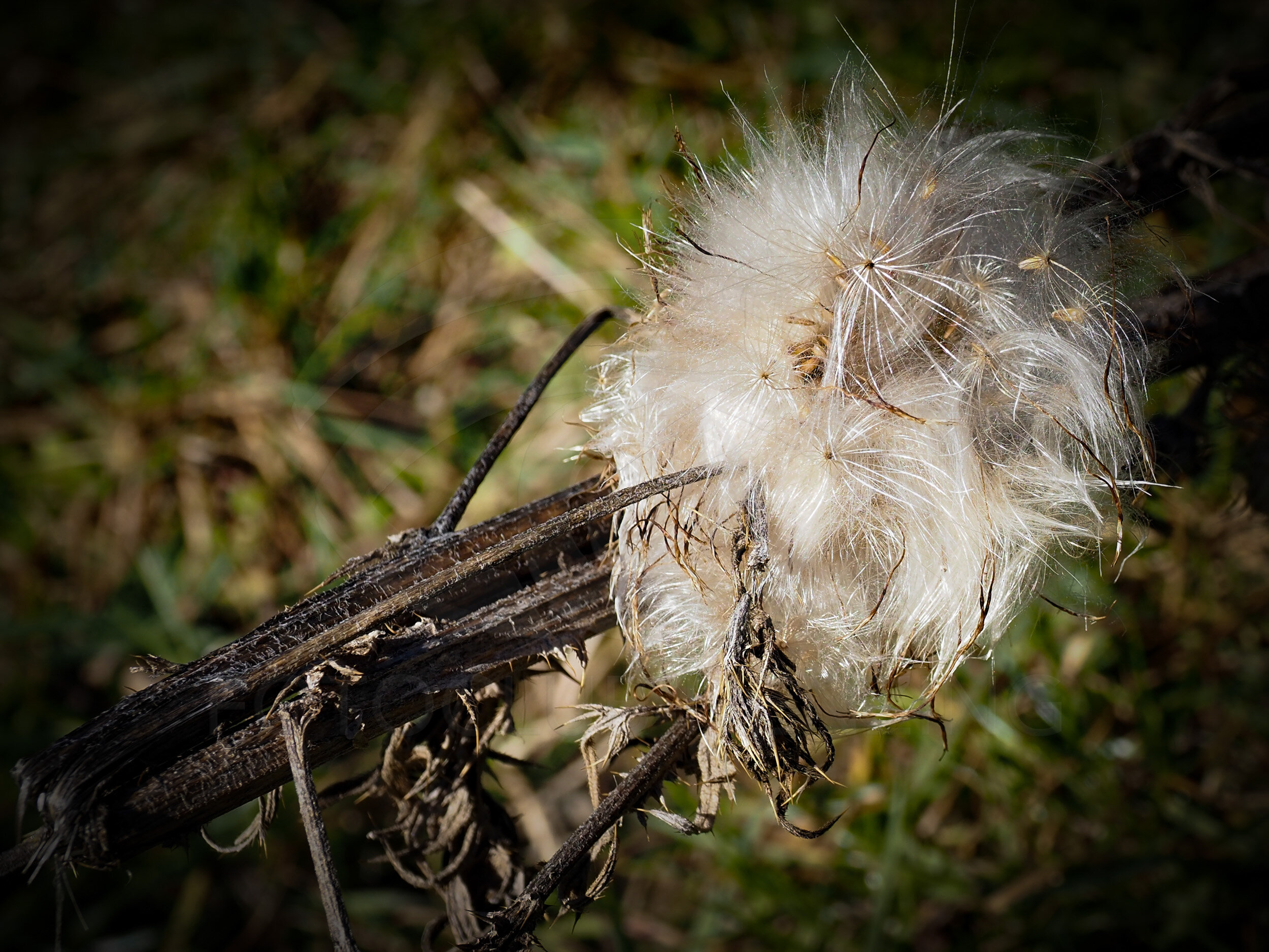 Wolfgang Pfaff - Geknickte Blume (Copy)