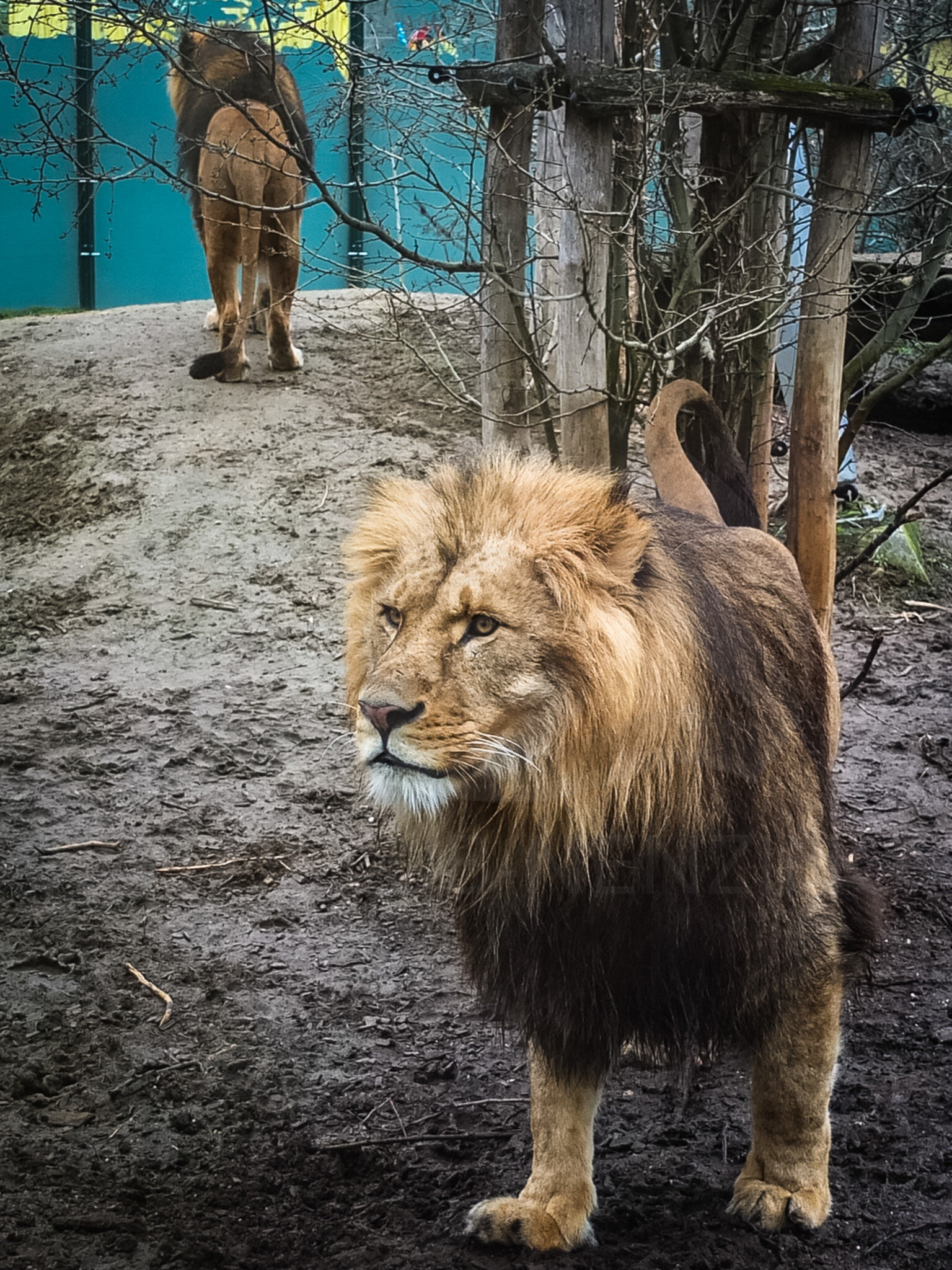 Fleischi - Zoo Wien2