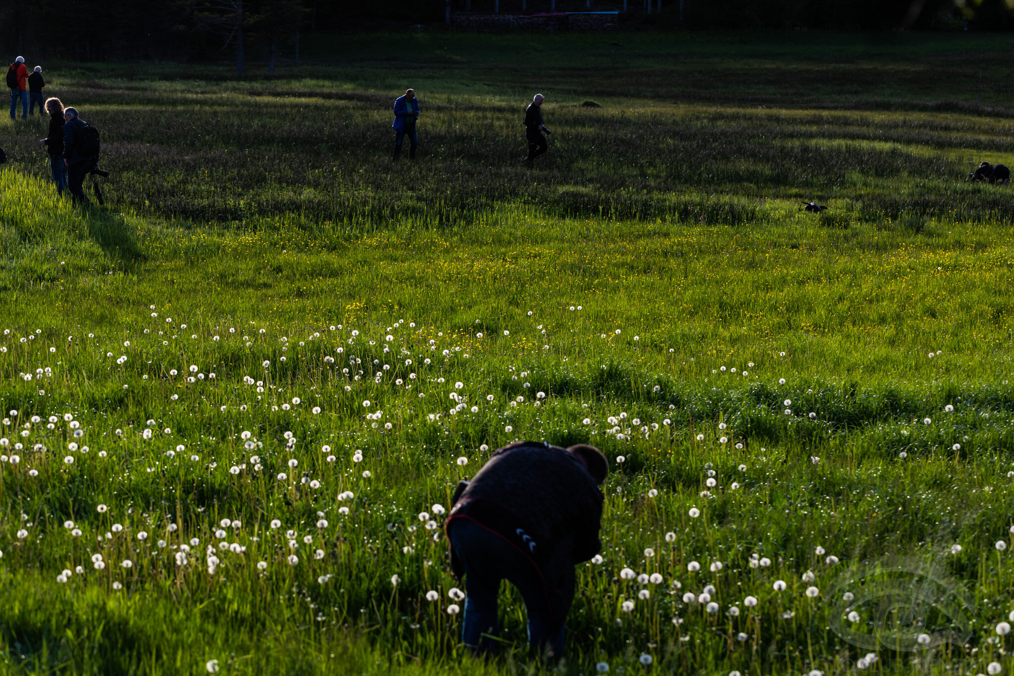 Blumenwiese Making of-3.jpg