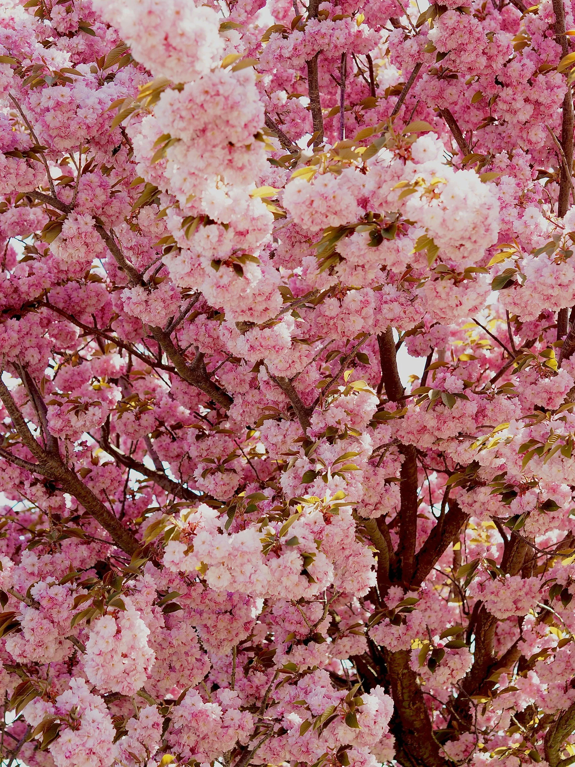 Clubabend und Foto des Monats Mai