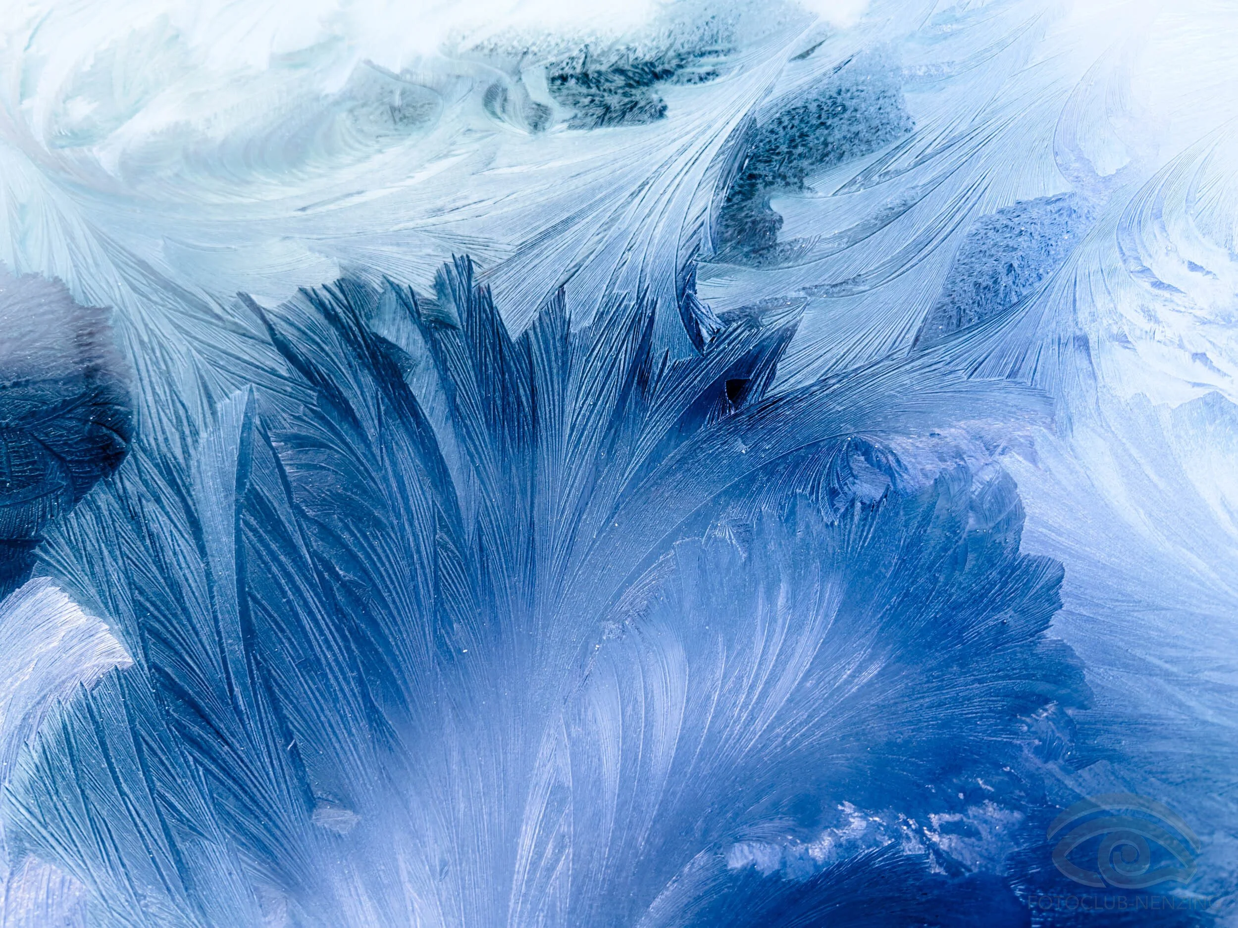 Nicole Berlinger - Eisblume