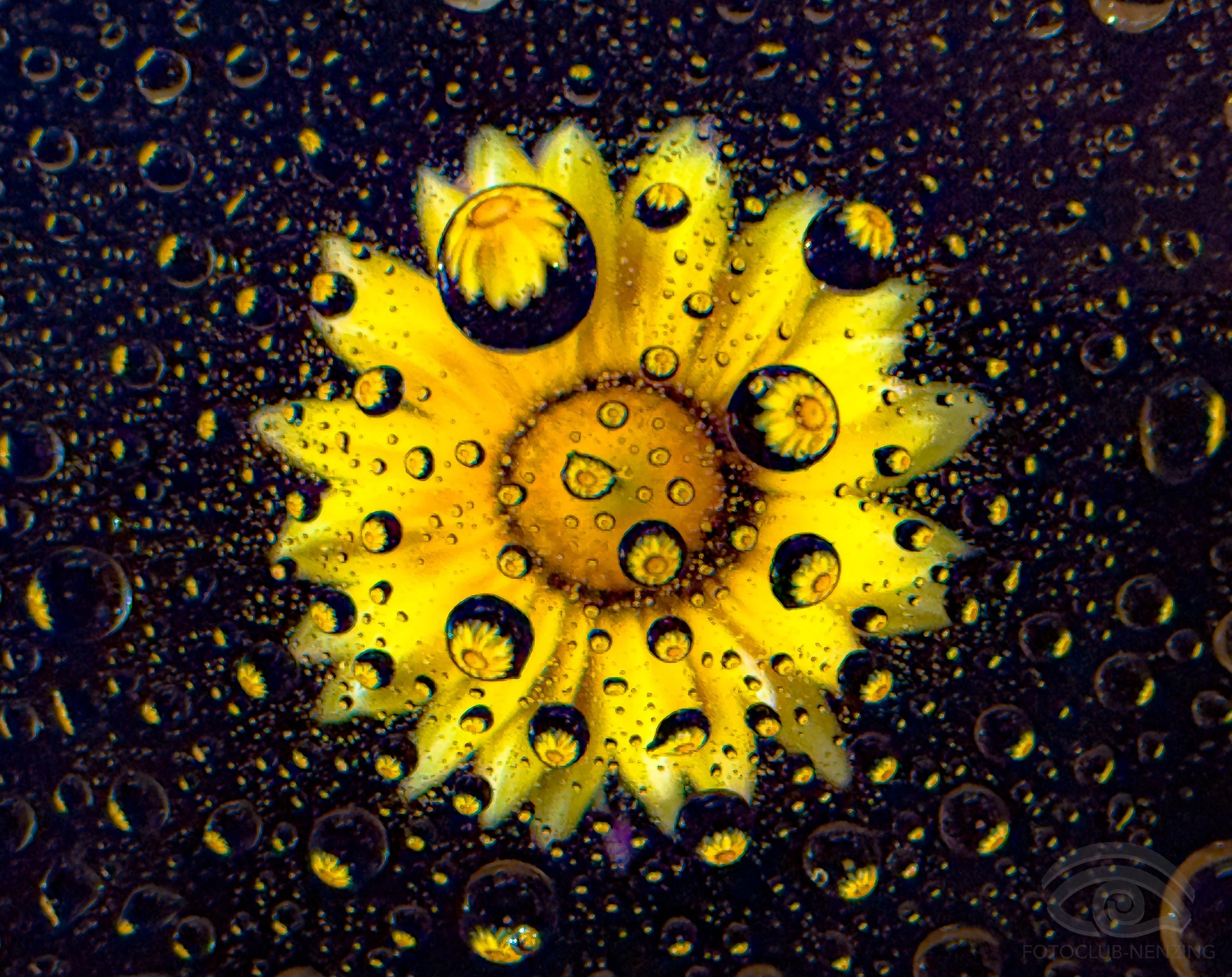 Nicole Berlinger - Blütenzauber