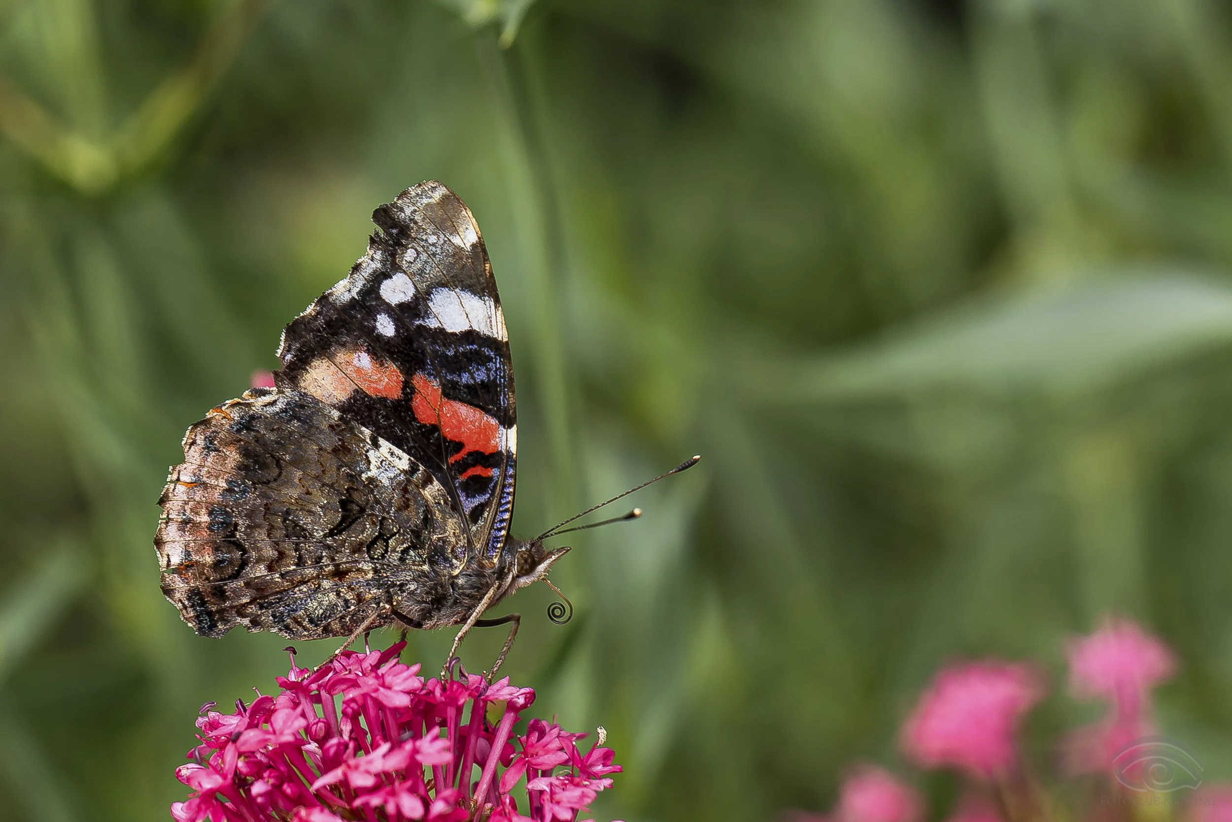 Alfons Kaufmann - Admiral