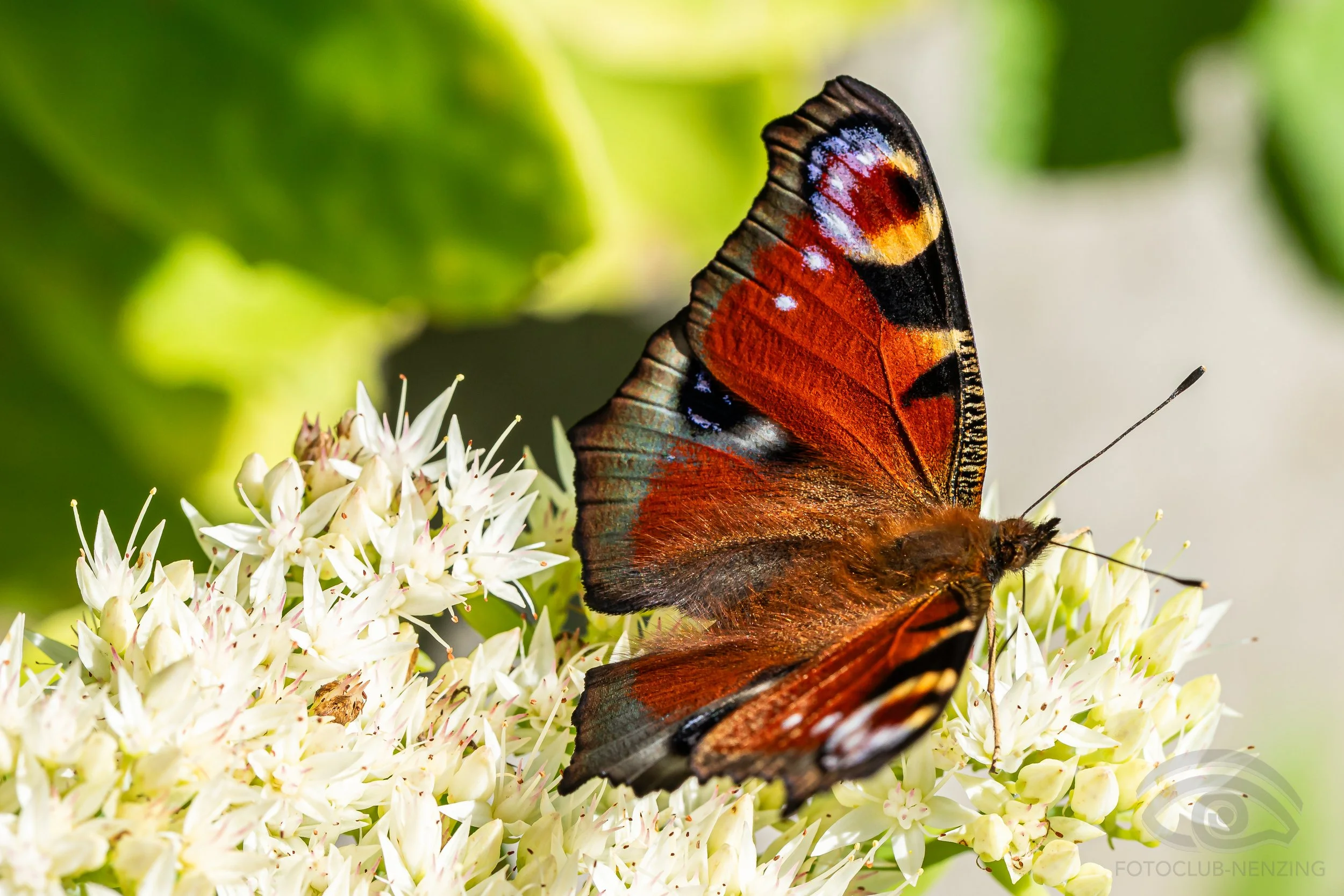 Alfons Kaufmann - Tagpfauenauge