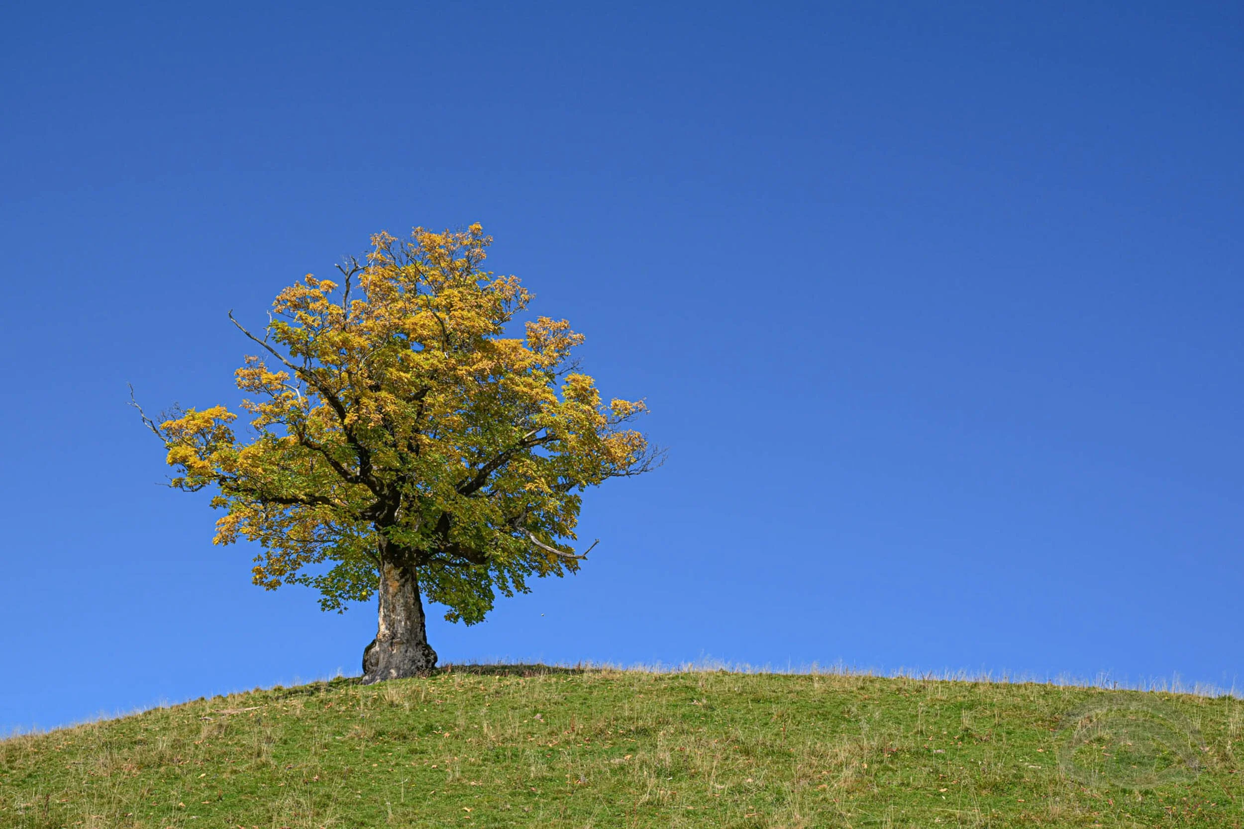 Reinold Amann - Ahorn