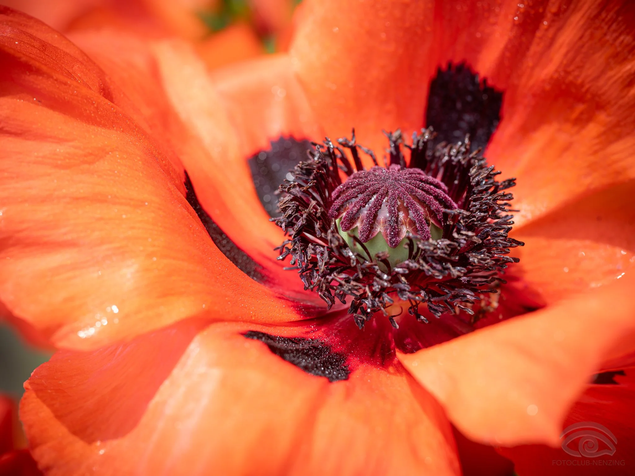 Wolfang Ehrenberger - Mohnblüte