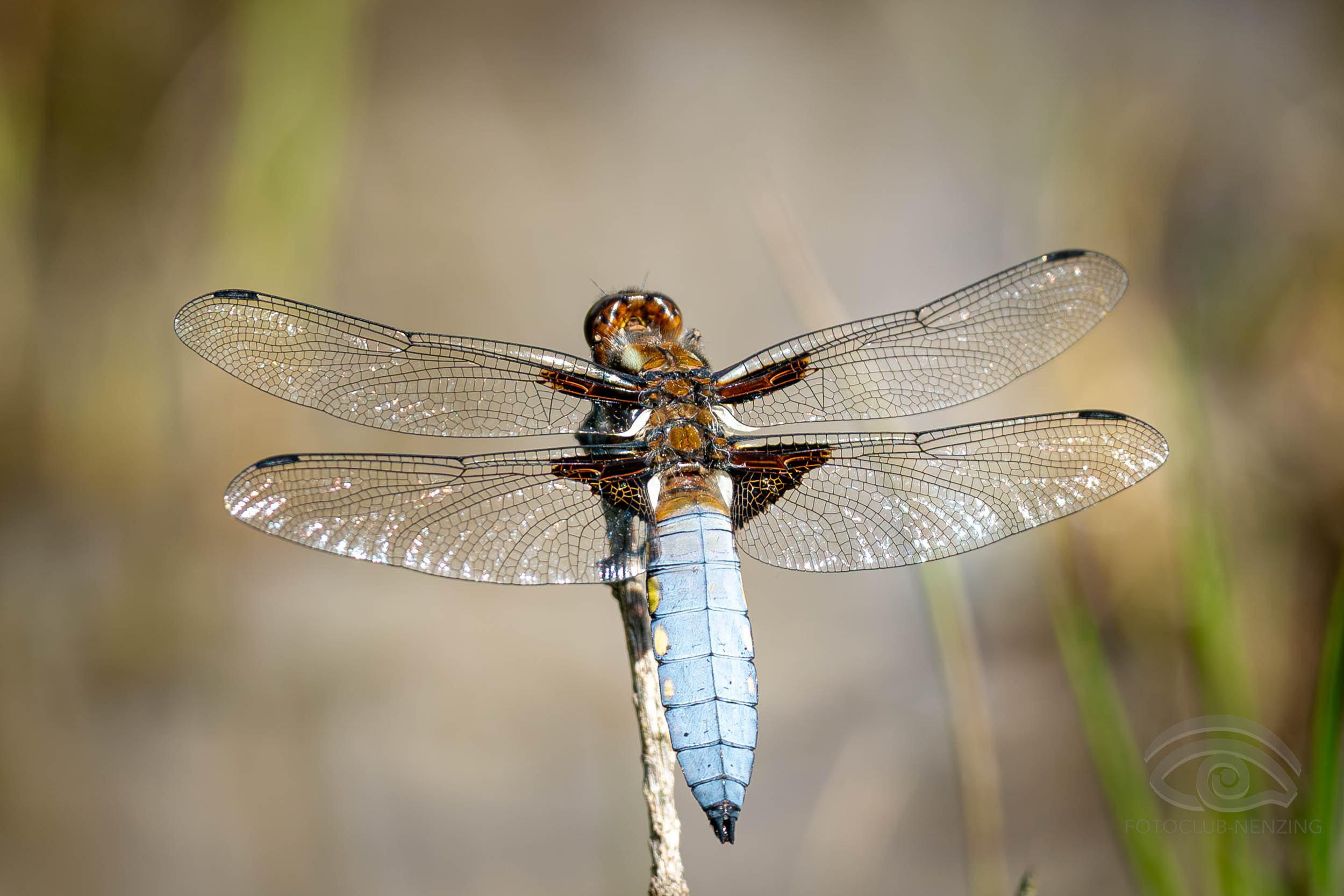 Dobler Alois - libellula depressa 