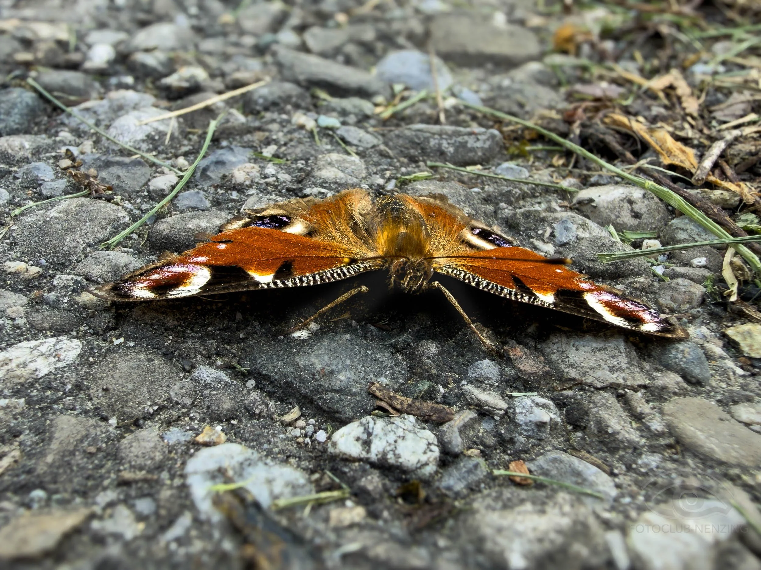 Berlinger Nicole - Butterfly