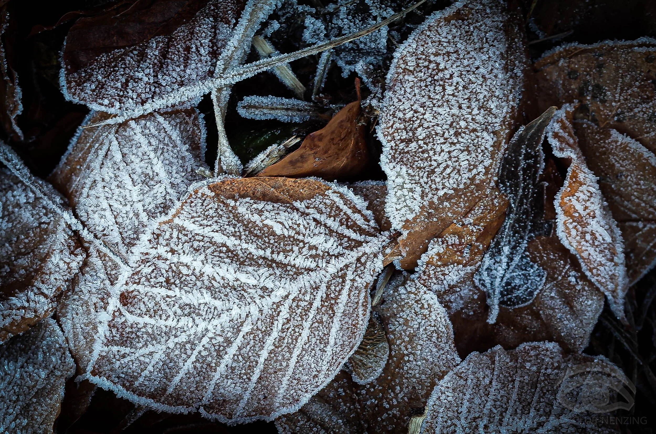Kaufmann Alfons - Raureif