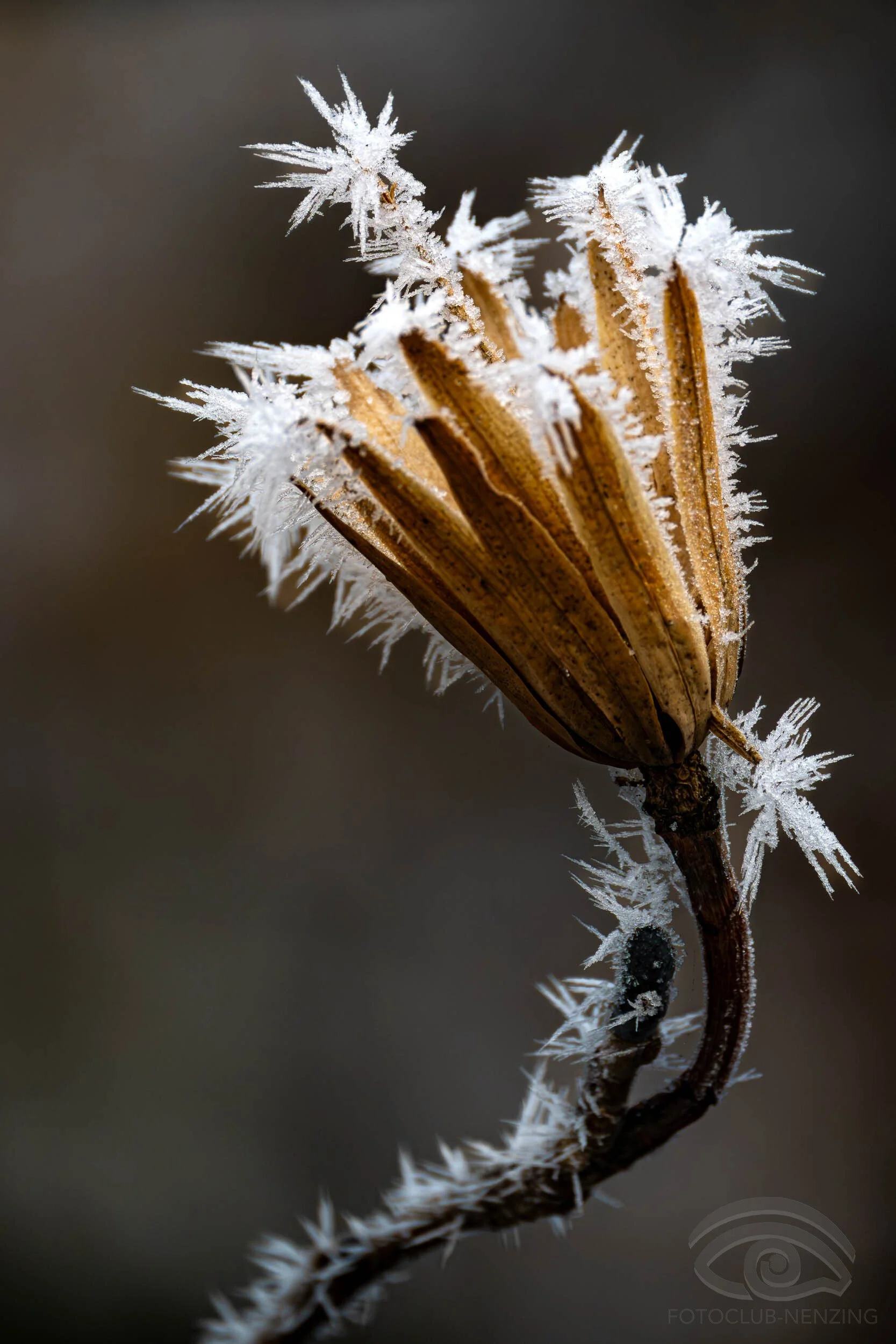 Herbert Schnetzer - Kristallblüte