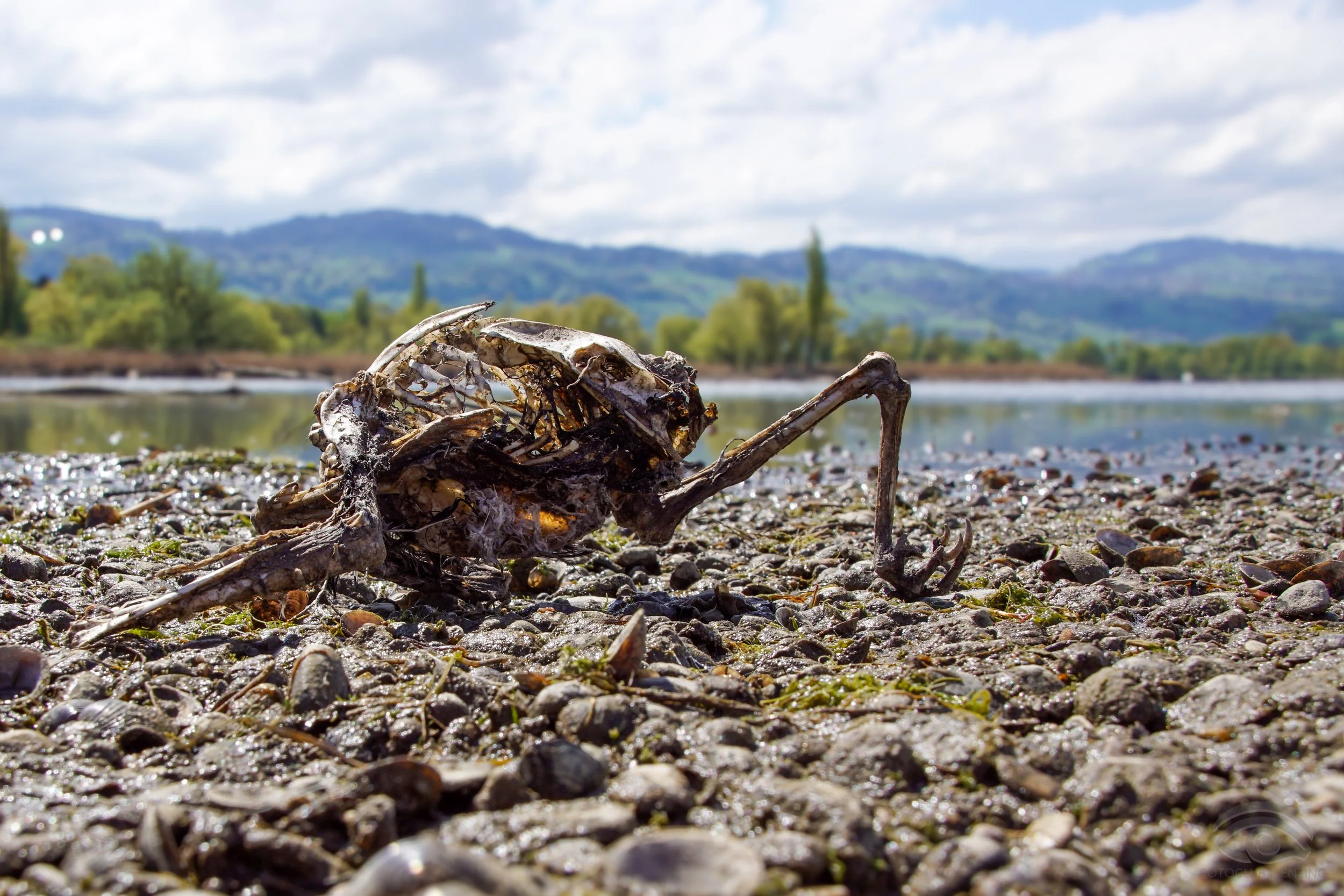Nicole Berlinger - Vergänglichkeit