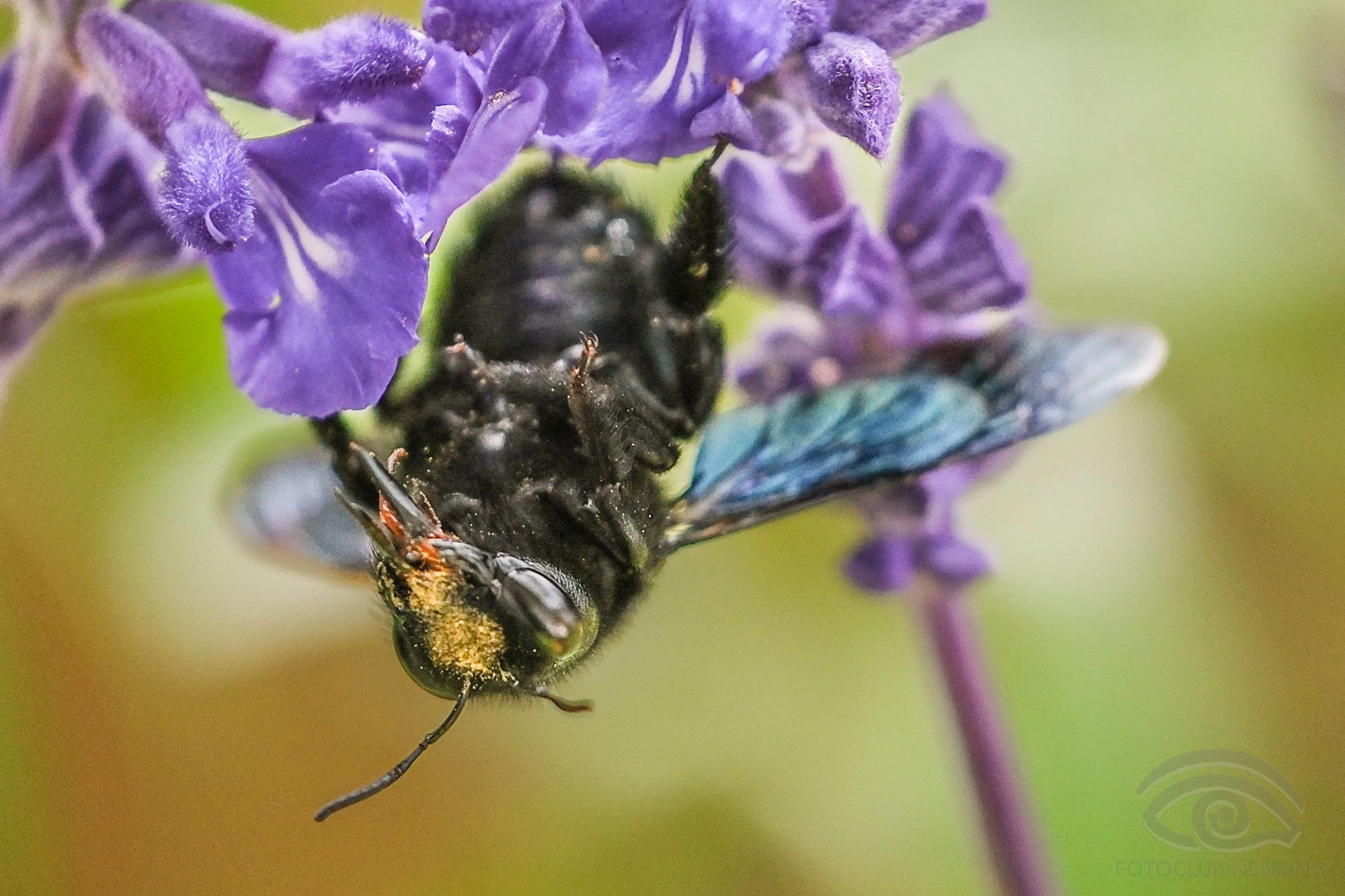 Kurt Schwaiger - Holzbiene