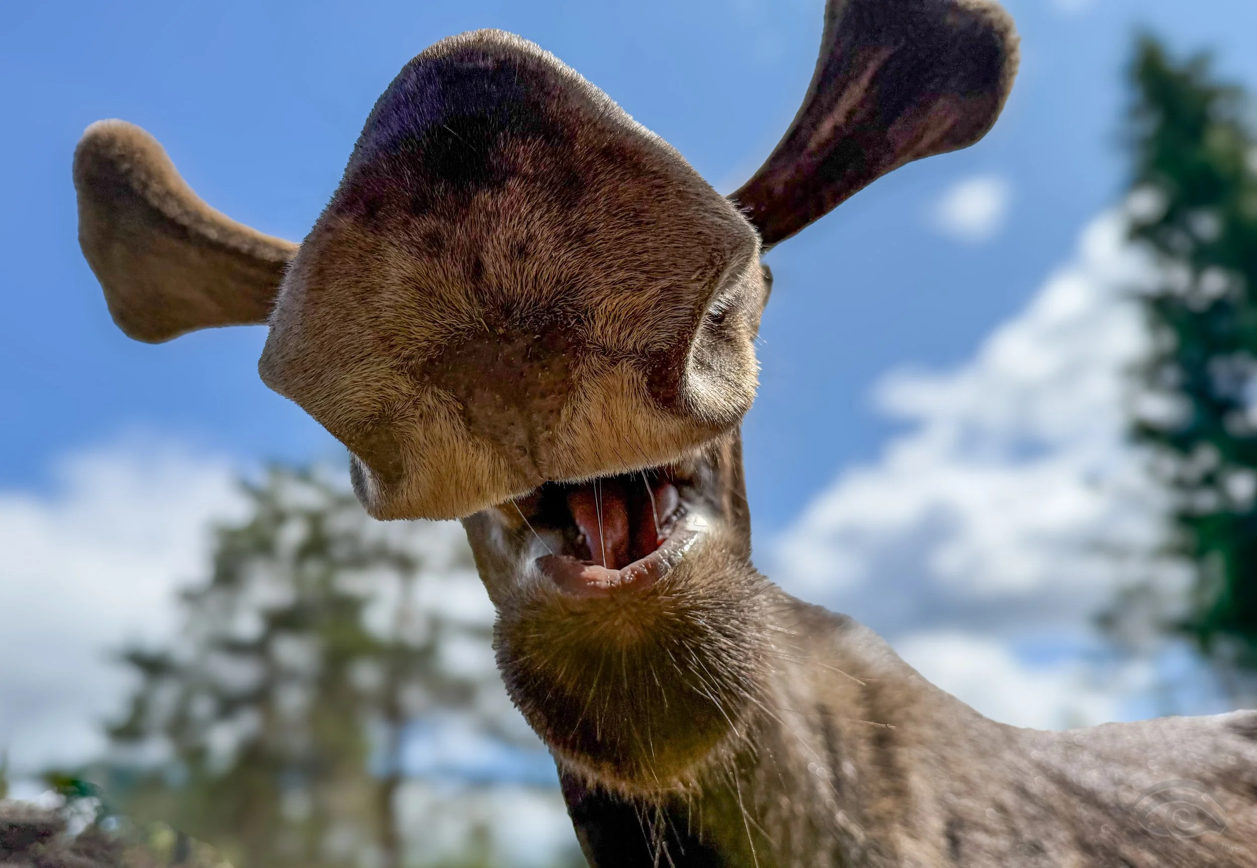 Nicole Berlinger - Elch