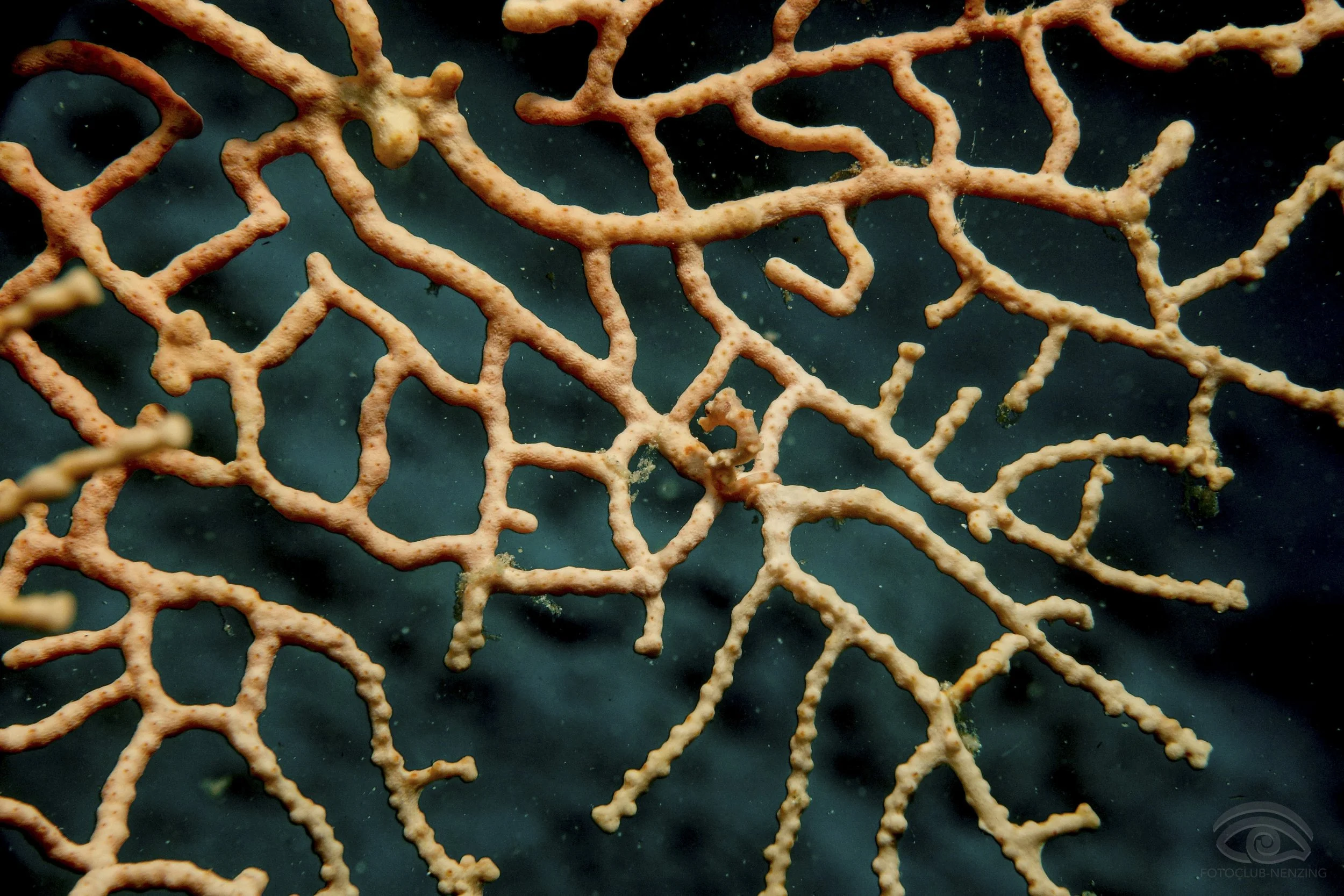 Reinold Amann - Denise-Zwergseepferdchen