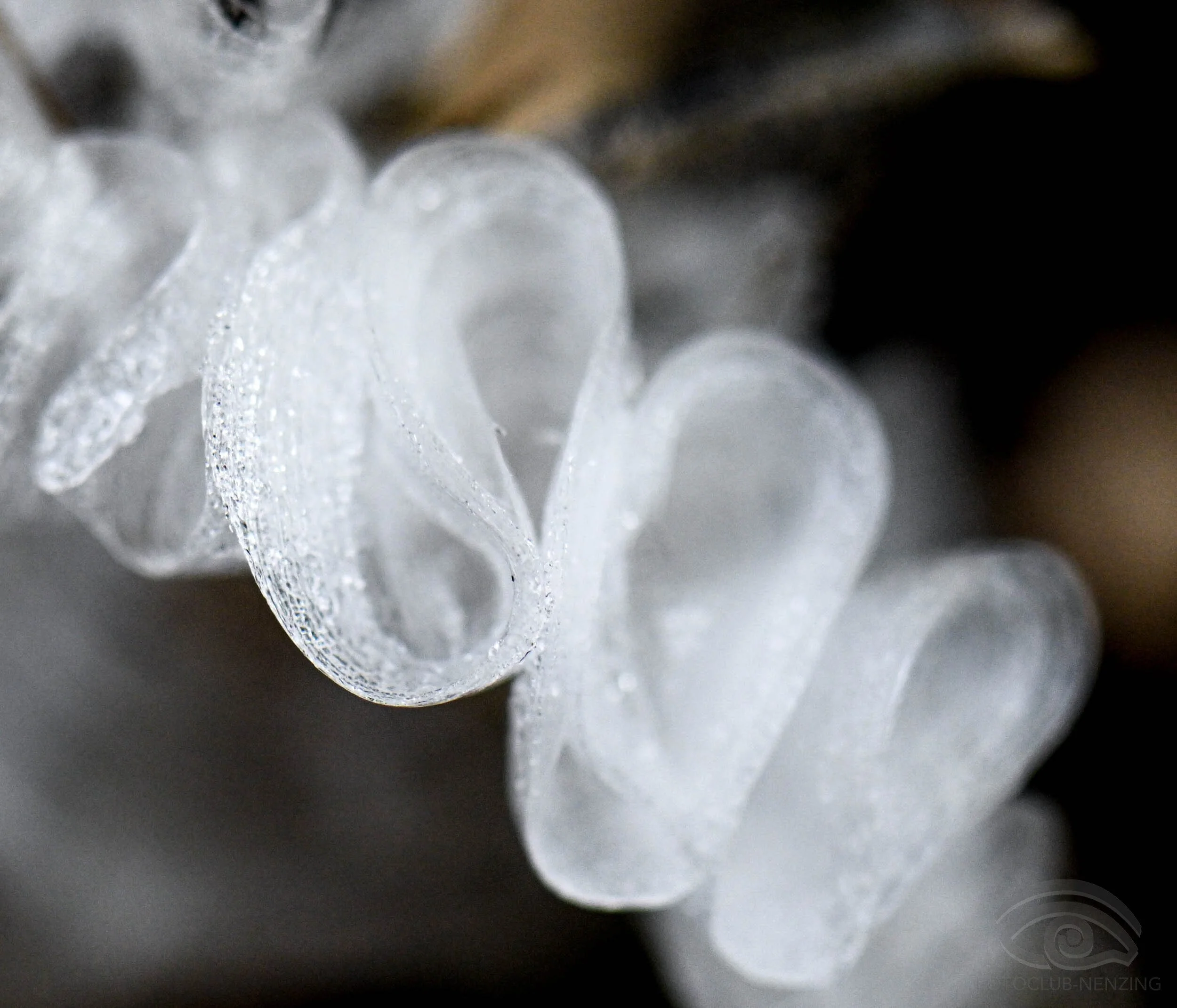 Amann Reinold - Haar Eis