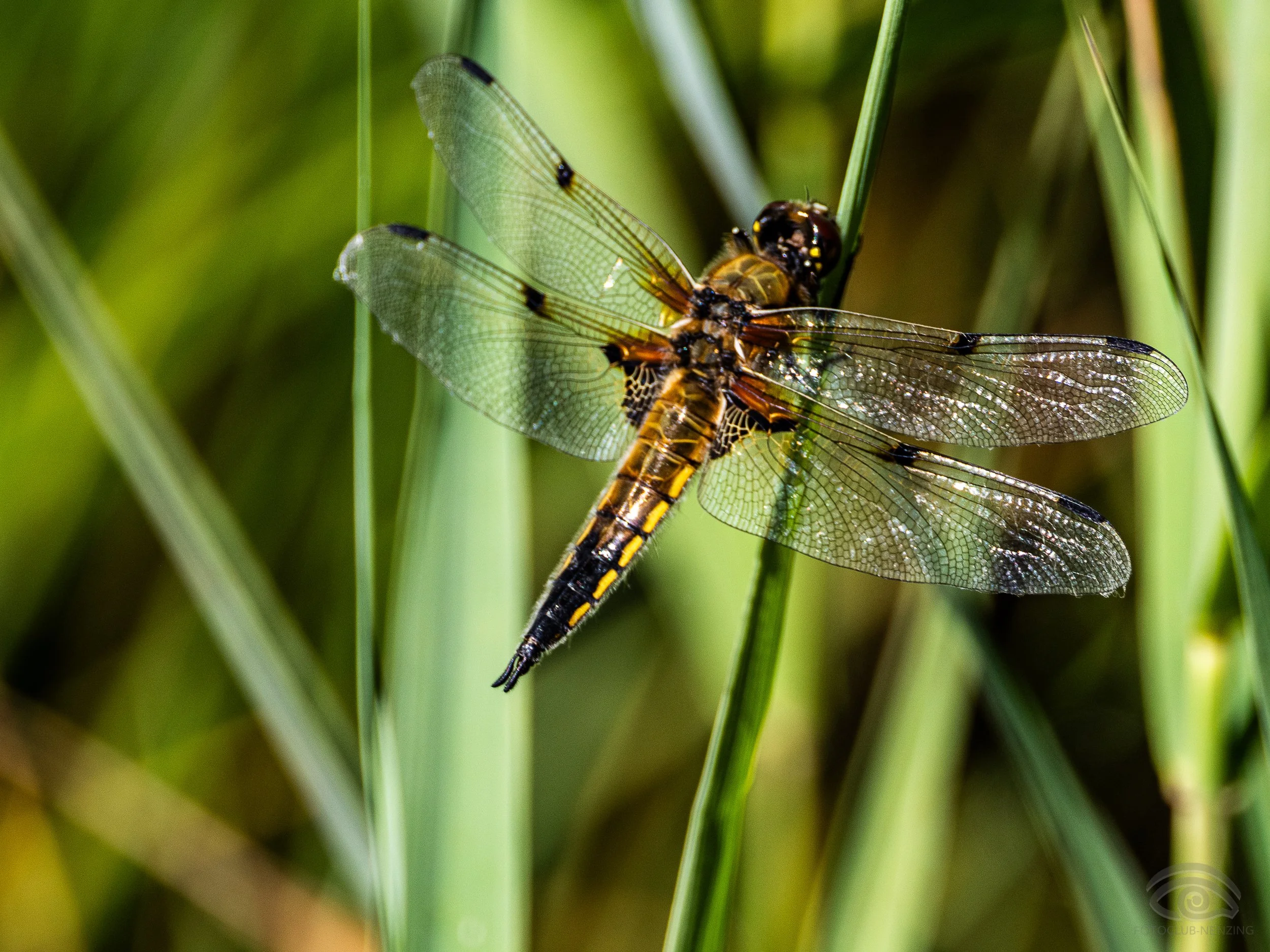Erich Bernhart - Libelle